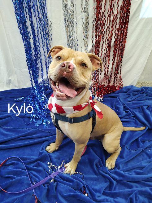 Enlarge Kylo, a Adoptable mixed breed in Cape May Court House, NJ image 3/5