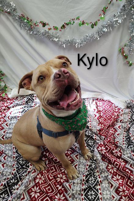 Enlarge Kylo, a Adoptable mixed breed in Cape May Court House, NJ image 1/5
