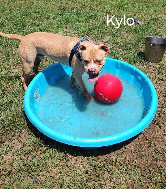 Enlarge Kylo, a Adoptable mixed breed in Cape May Court House, NJ image 5/5