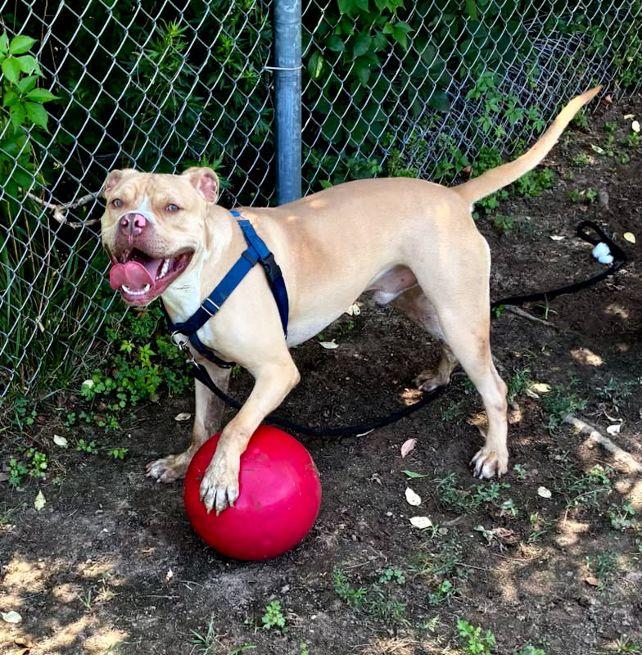 Enlarge Kylo, a Adoptable mixed breed in Cape May Court House, NJ image 2/5
