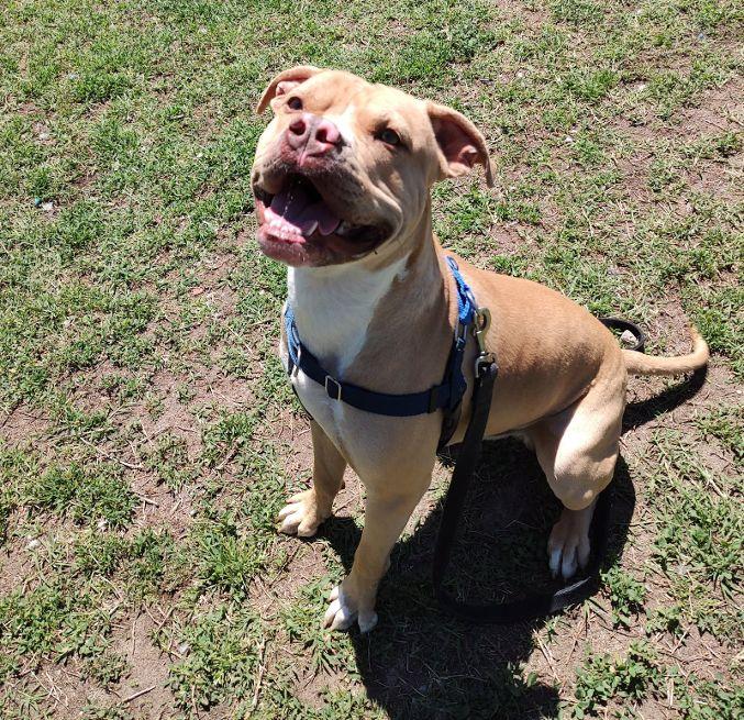 Enlarge Kylo, a Adoptable mixed breed in Cape May Court House, NJ image 4/5