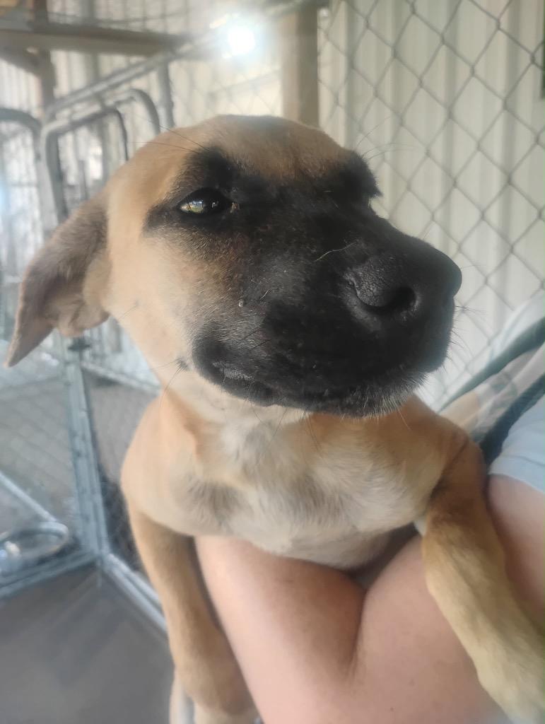 Ellie Mae, Adoptable, Puppy Female Mixed Breed.