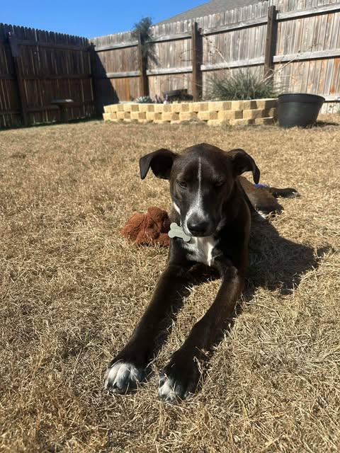 Enlarge Cowboy, a Adoptable mixed breed in Baltimore, MD image 5/6