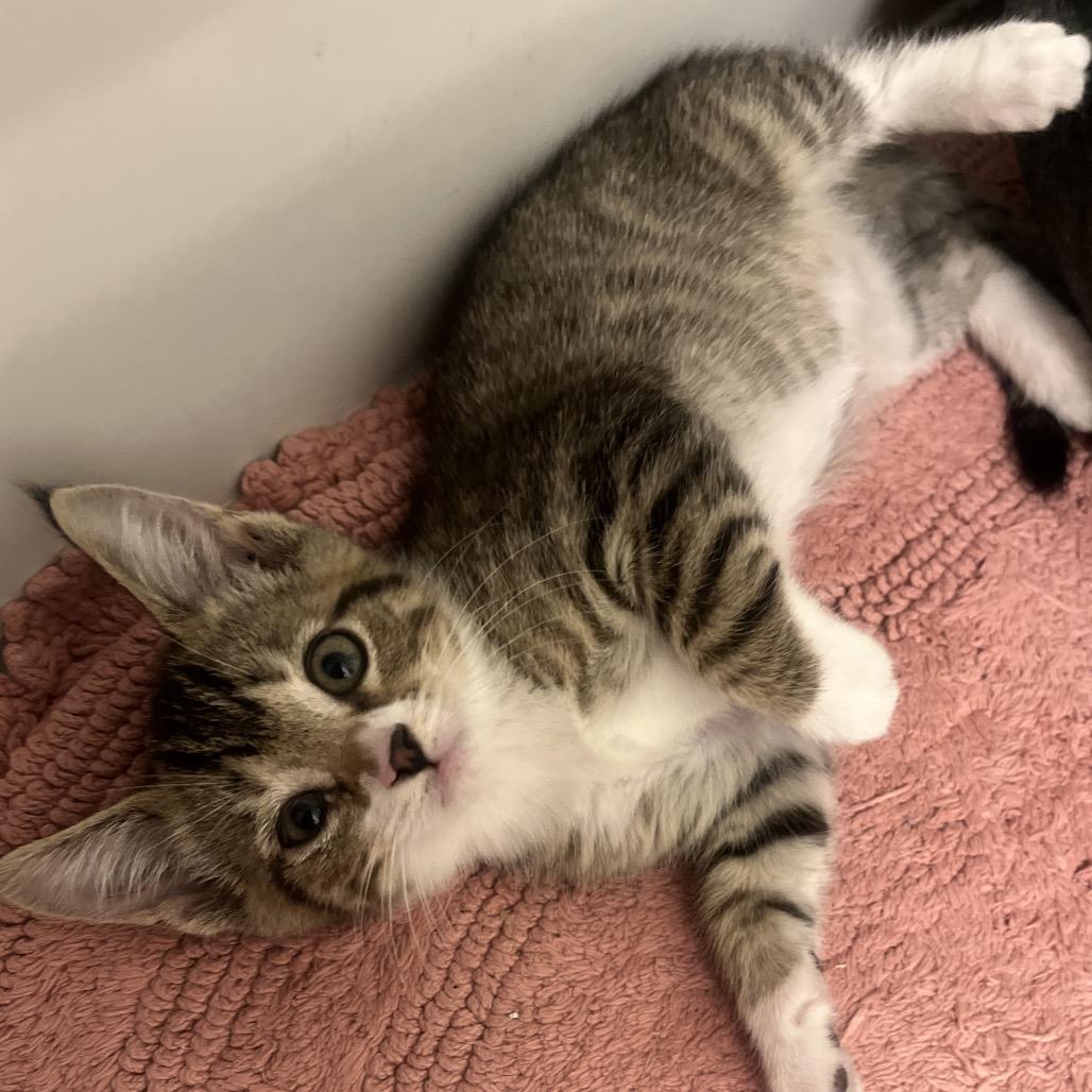 Mackerel, Adoptable, Kitten Female Domestic Medium Hair.