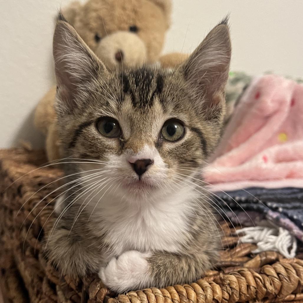 Mackerel, a Adoptable Domestic Medium Hair in Keizer, OR image 2/2