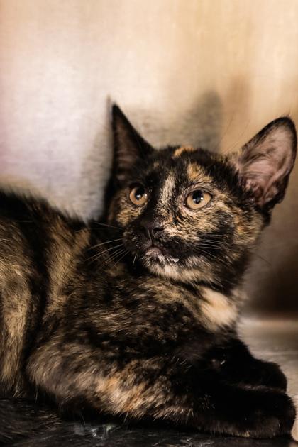 Matcha, Adoptable, Young Female Domestic Short Hair & Domestic Short Hair.