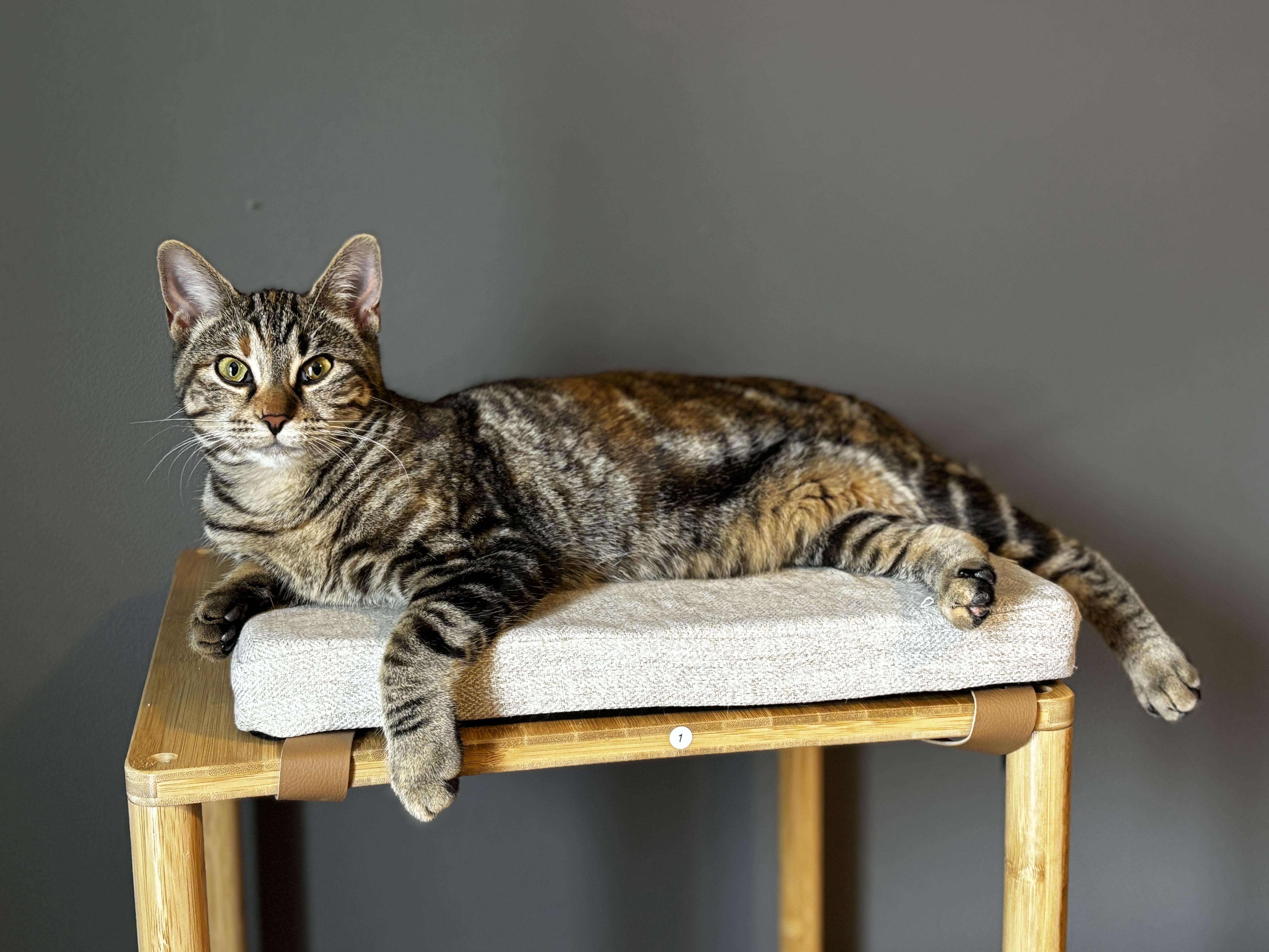 RHINESTONE, a ADOPTABLE Torbie in Shakespeare, ON image 1/6