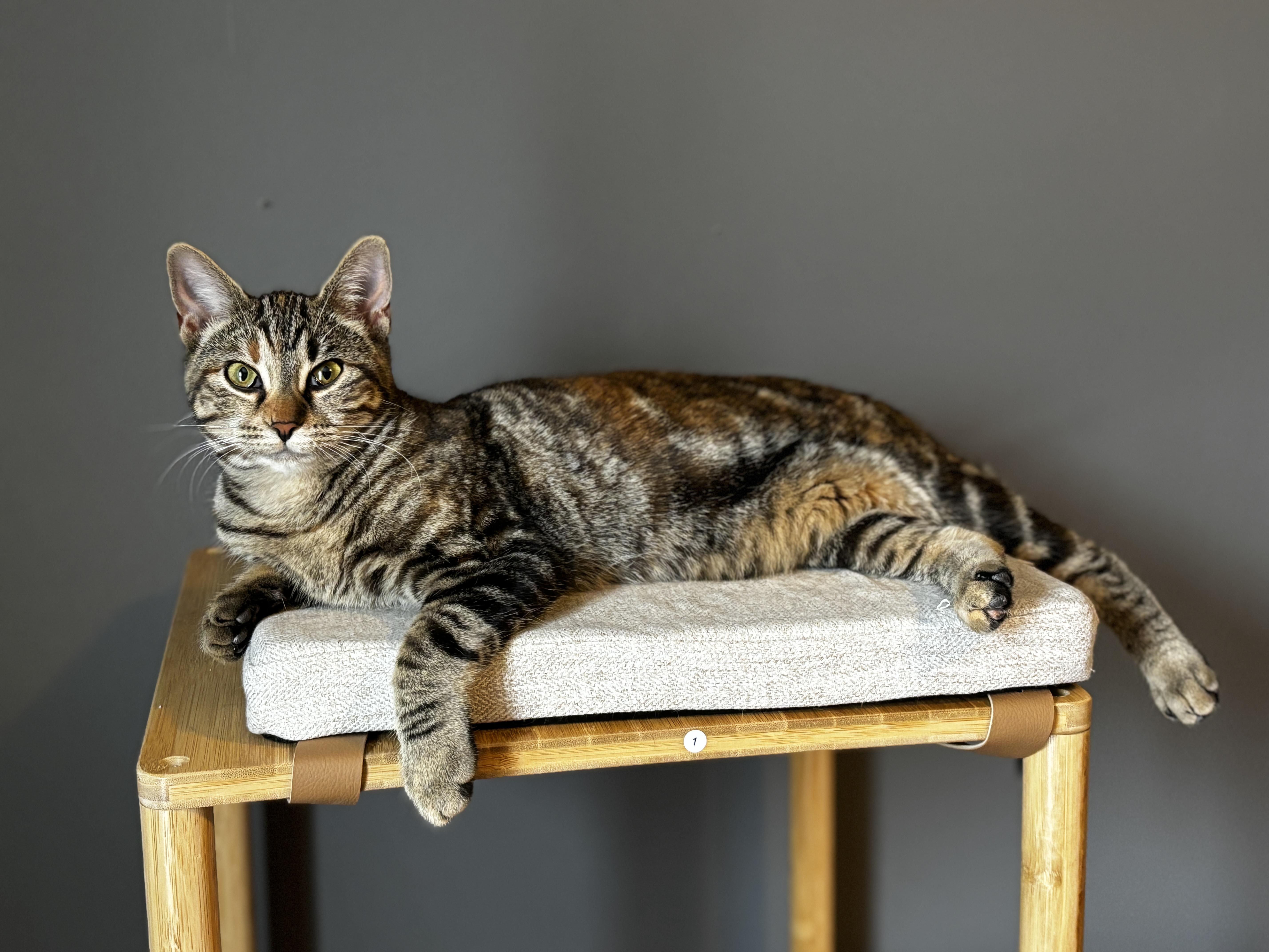 RHINESTONE, a ADOPTABLE Torbie in Shakespeare, ON image 2/6
