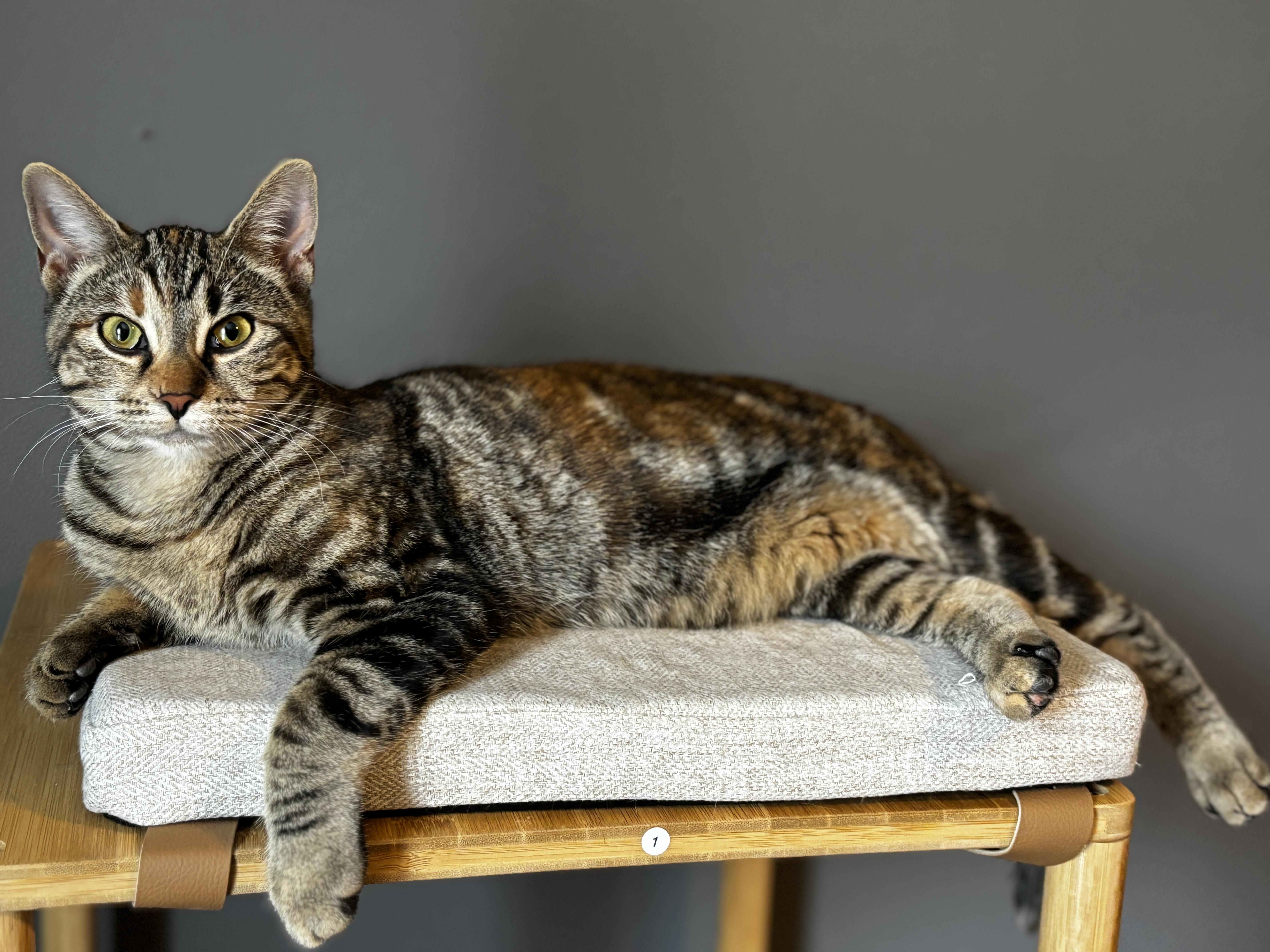 RHINESTONE, a ADOPTABLE Torbie in Shakespeare, ON image 3/6