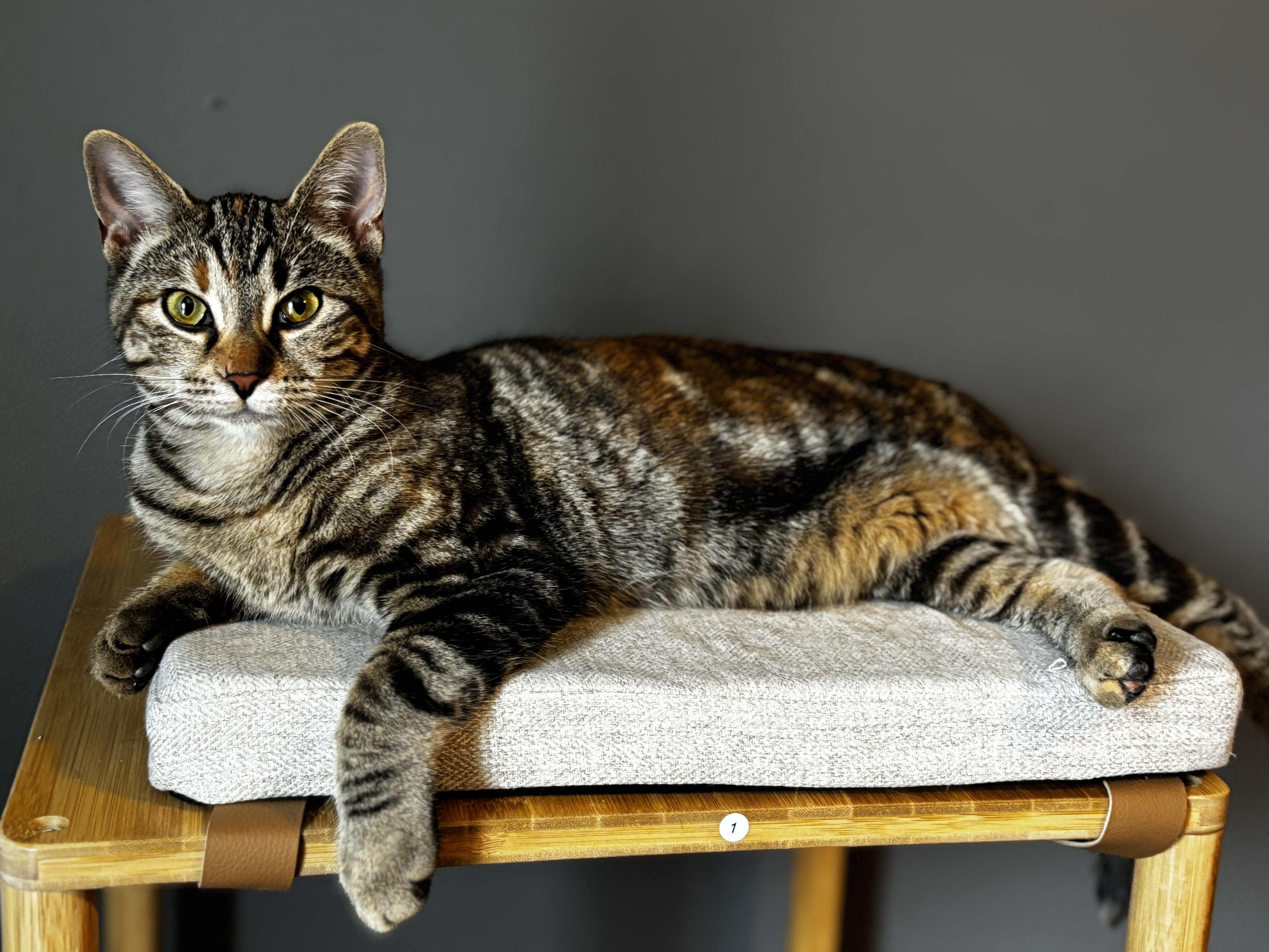 RHINESTONE, a ADOPTABLE Torbie in Shakespeare, ON image 4/6