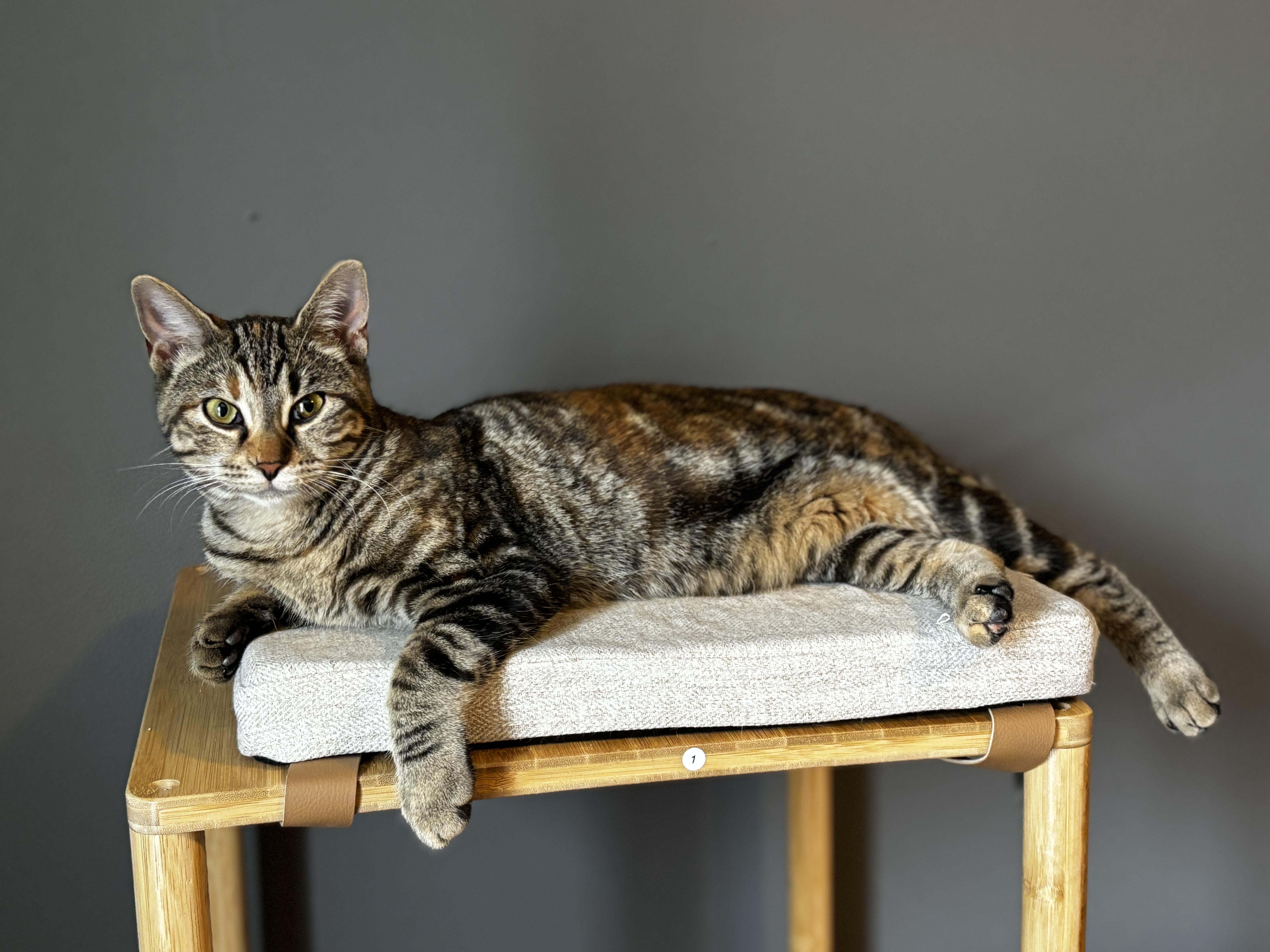 RHINESTONE, a ADOPTABLE Torbie in Shakespeare, ON image 5/6