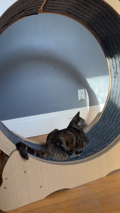 Enlarge RHINESTONE, a ADOPTABLE Torbie in Shakespeare, ON video 6/6