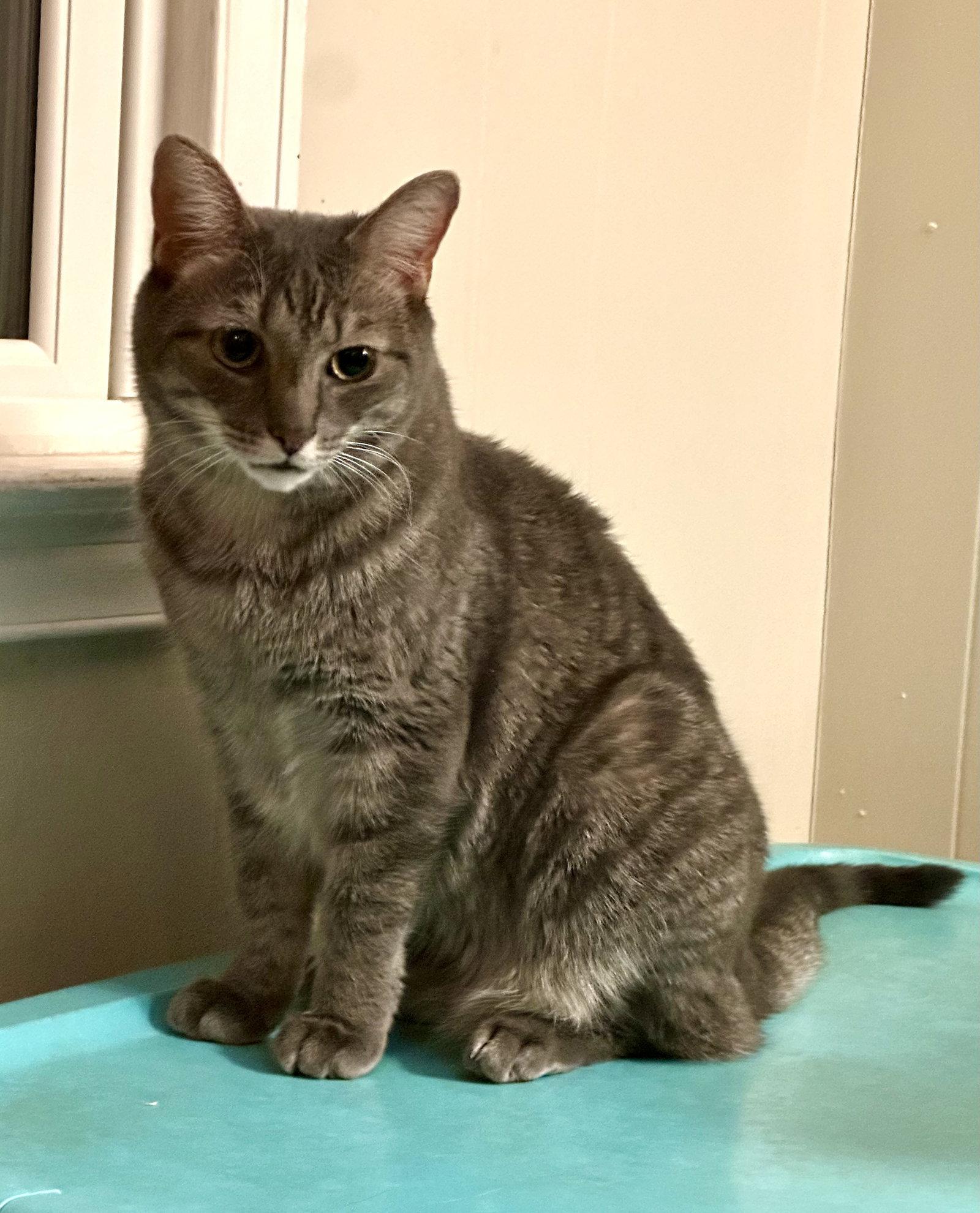 Selkie, a Adoptable Domestic Short Hair in Trenton, NJ image 1/3