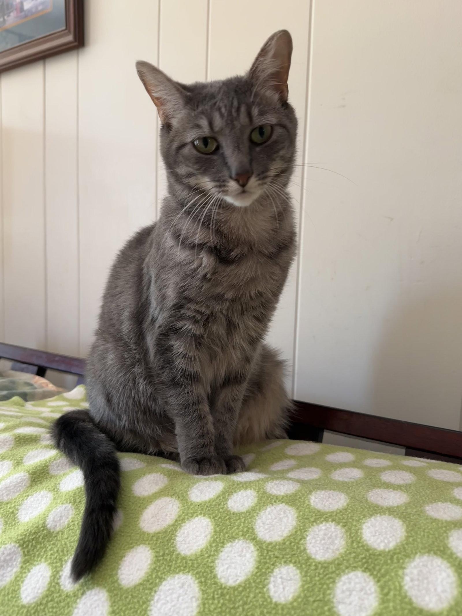 Selkie, a Adoptable Domestic Short Hair in Trenton, NJ image 2/3