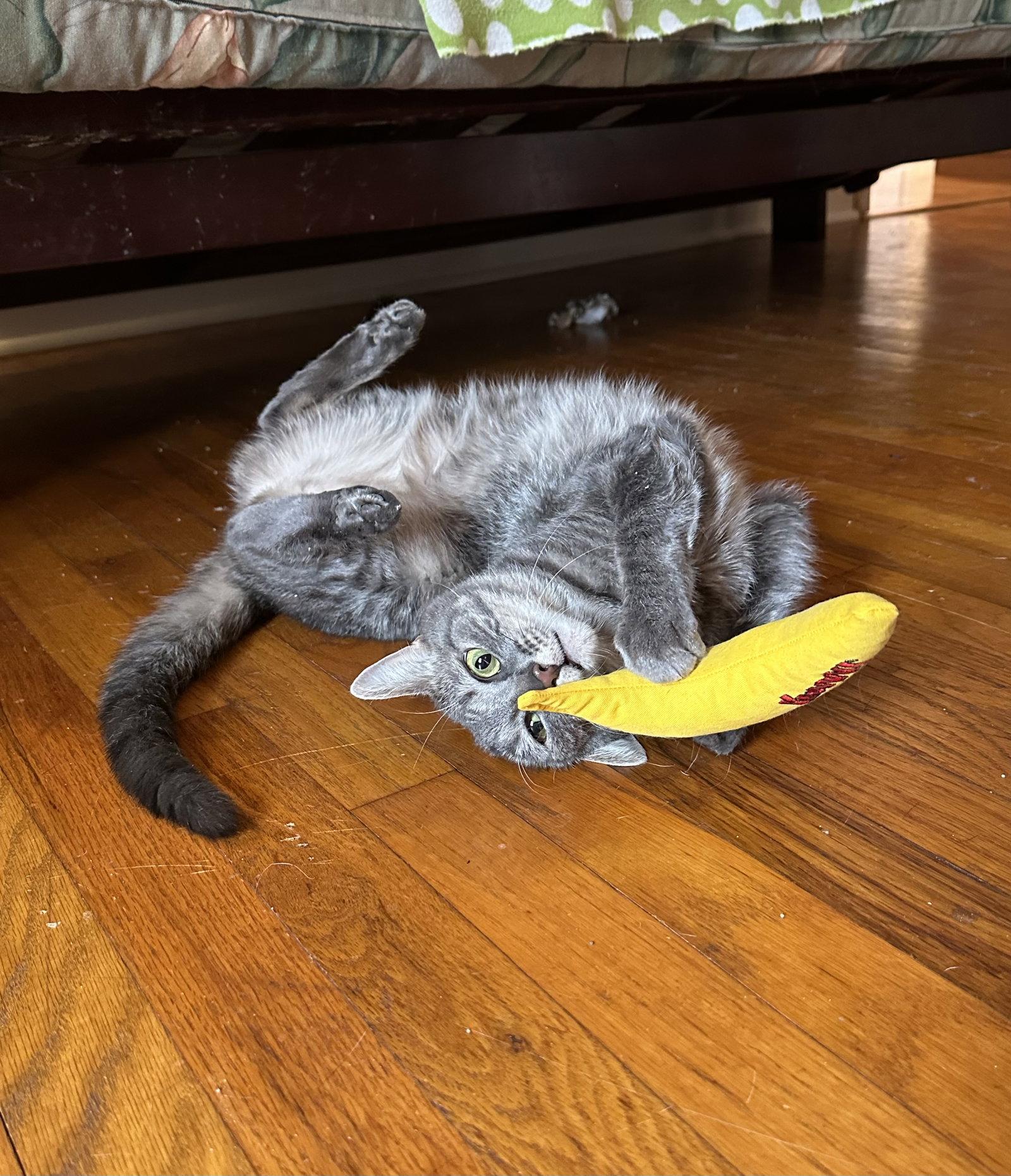 Selkie, Adoptable, Adult Female Domestic Short Hair.