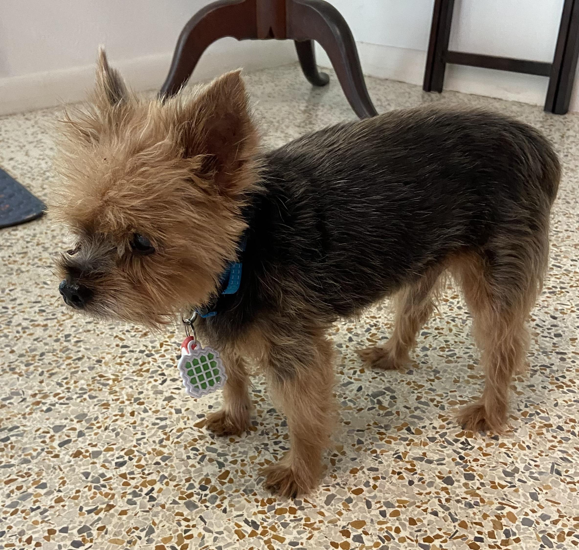 Gucci, a Adoptable Yorkshire Terrier in Bradenton, FL image 2/4