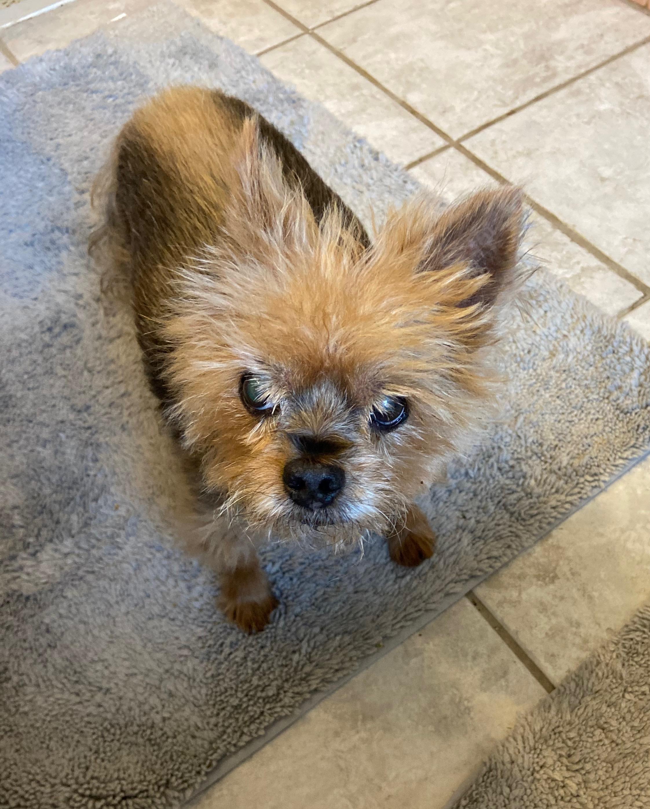 Gucci, a Adoptable Yorkshire Terrier in Bradenton, FL image 1/4