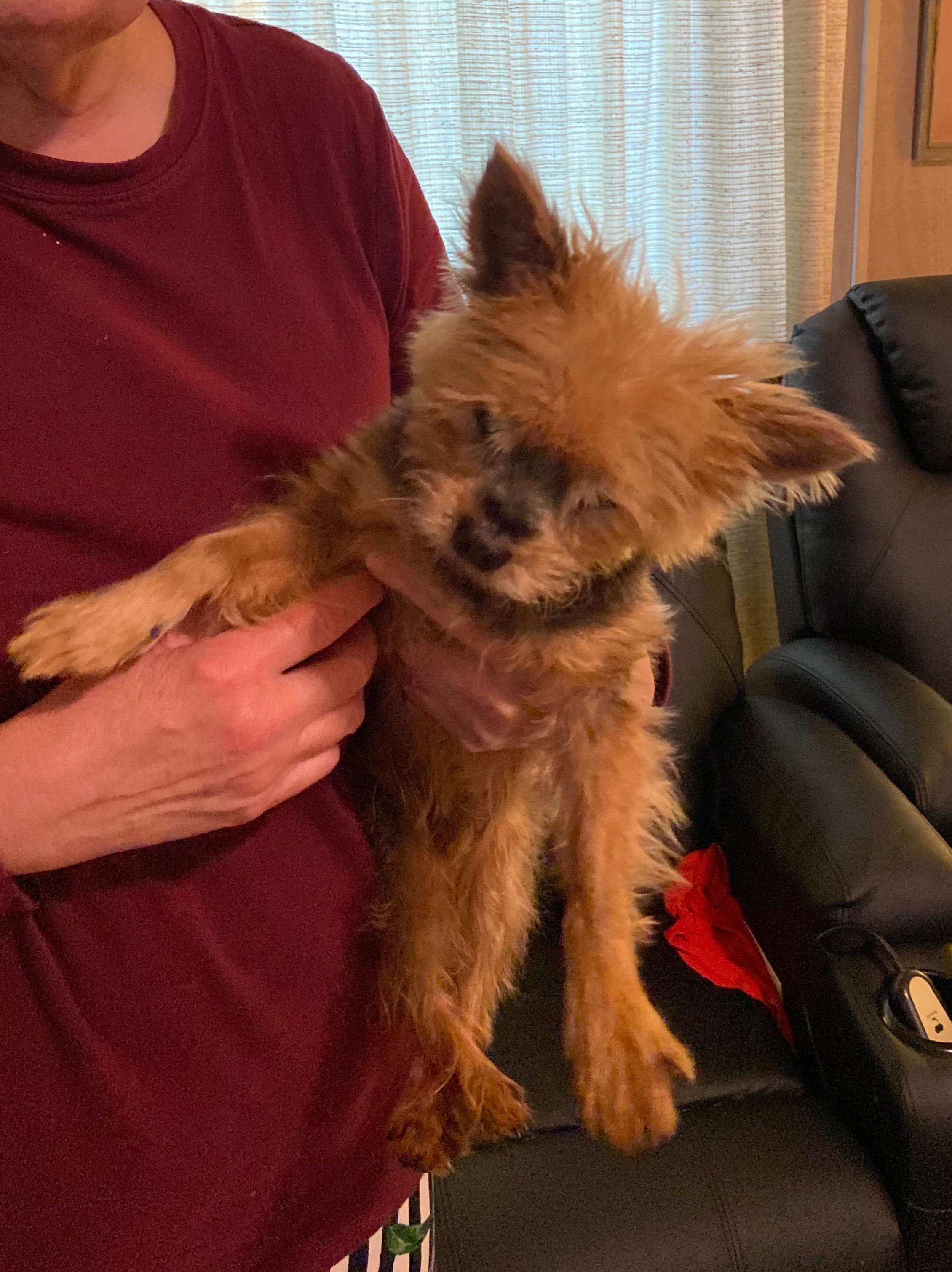 Gucci, a Adoptable Yorkshire Terrier in Bradenton, FL image 3/4