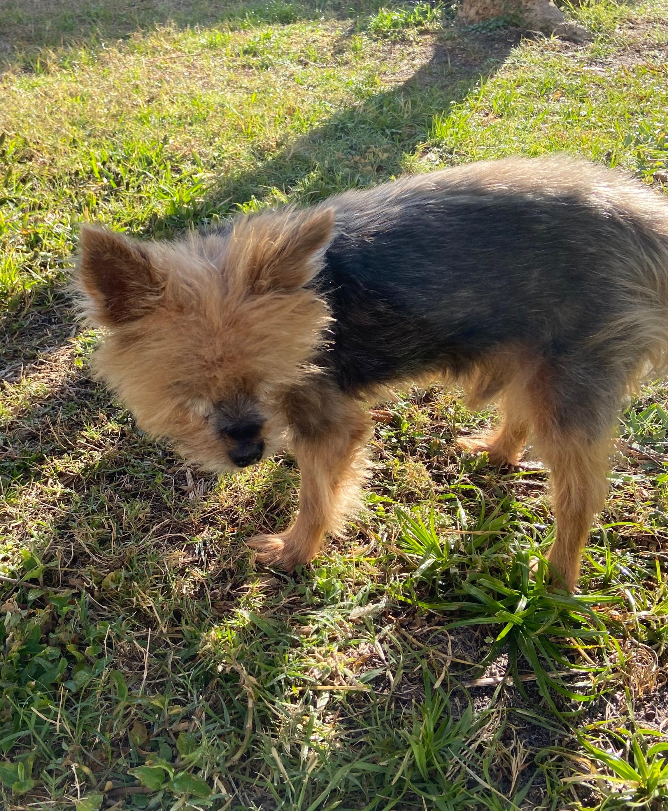 Gucci, a Adoptable Yorkshire Terrier in Bradenton, FL image 4/4