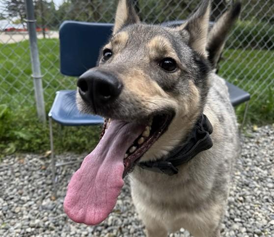 KING, Adoptable, Adult Male Husky & Mixed Breed.