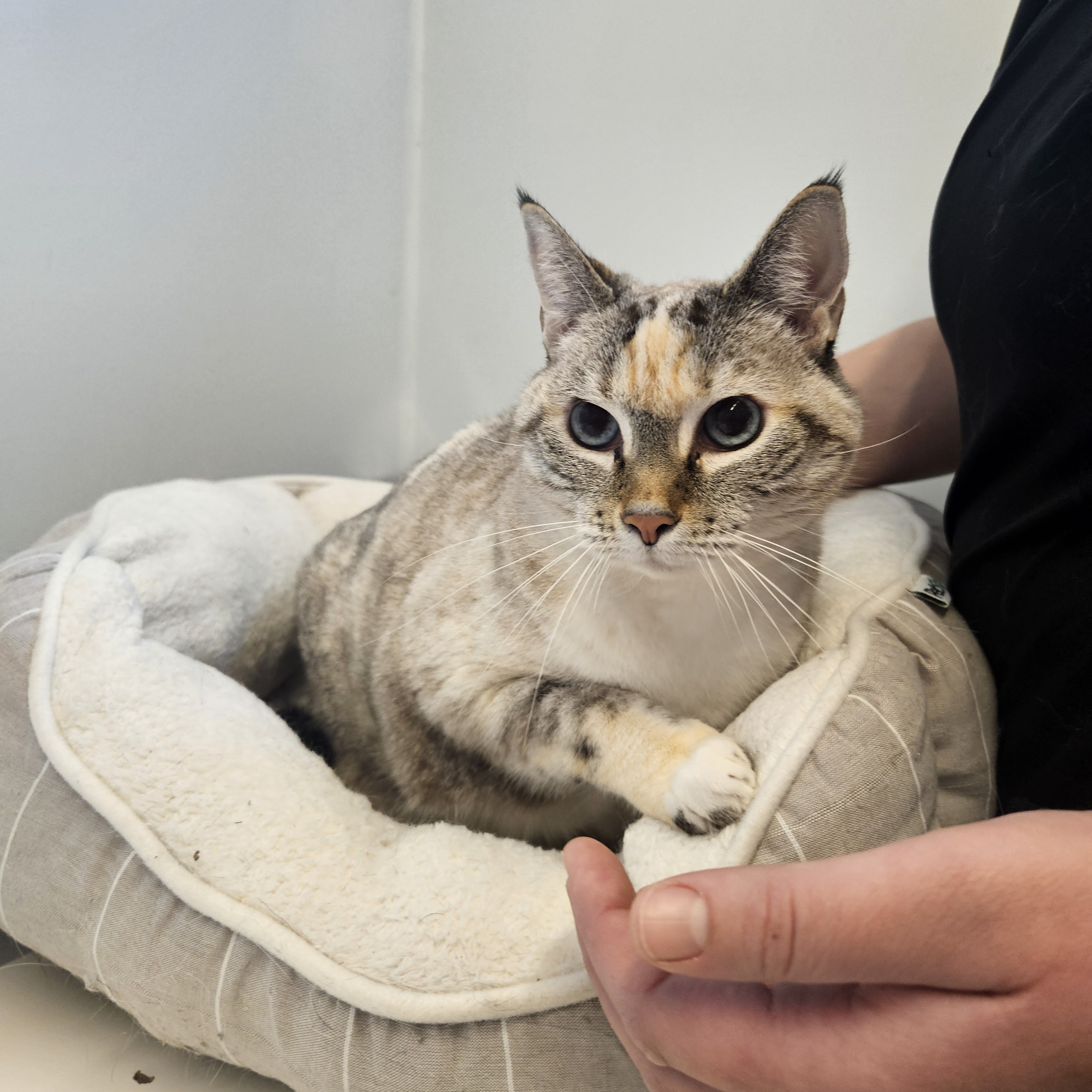 Sofie, a Adopted mixed breed in The dalles, OR image 1/2