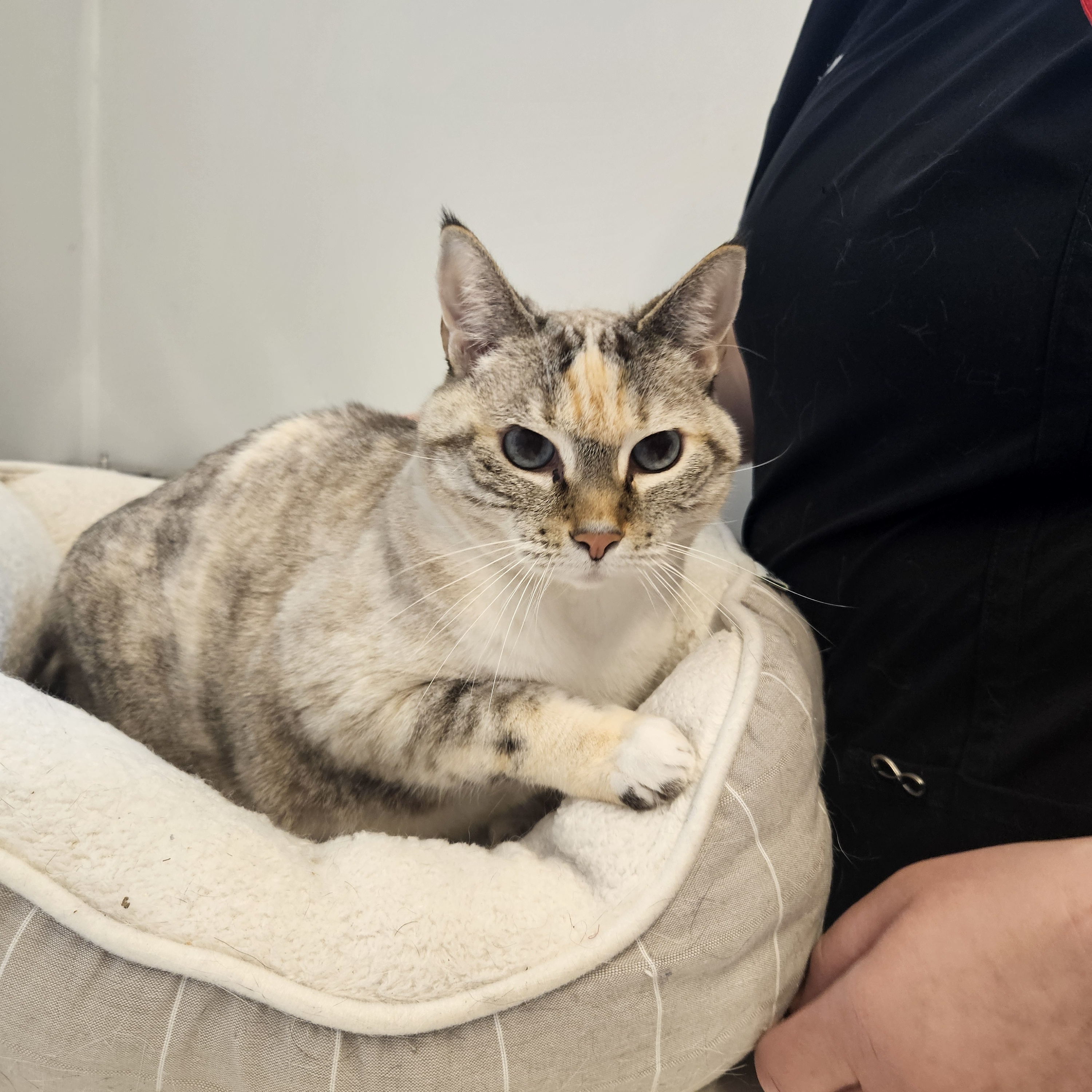 Sofie, a Adopted mixed breed in The dalles, OR image 2/2