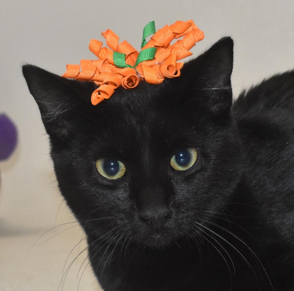 Flossie, Adoptable, Young Female Domestic Short Hair.