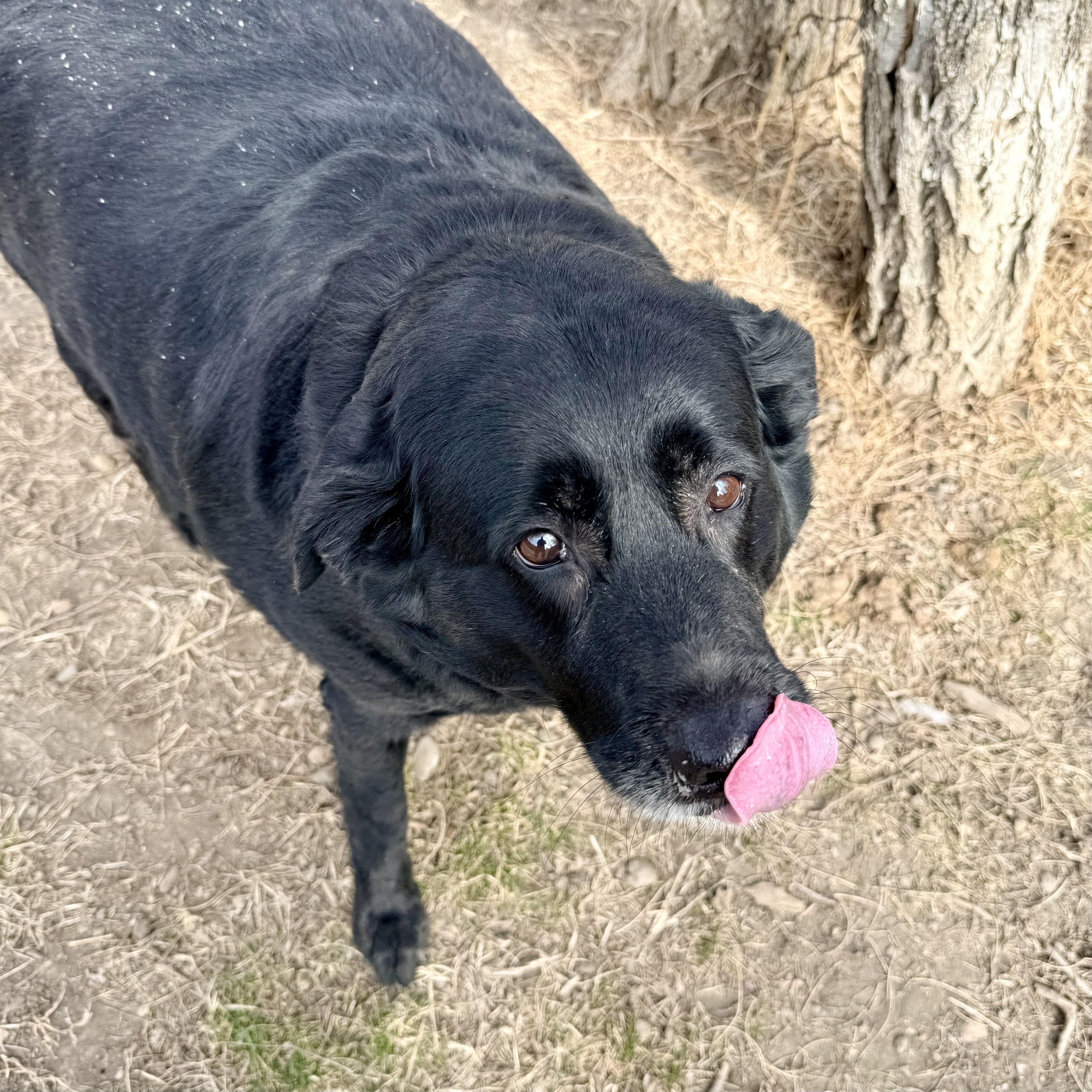 Enlarge Ellie, an adoptable Black Labrador Retriever in Albany, MO image 2/4