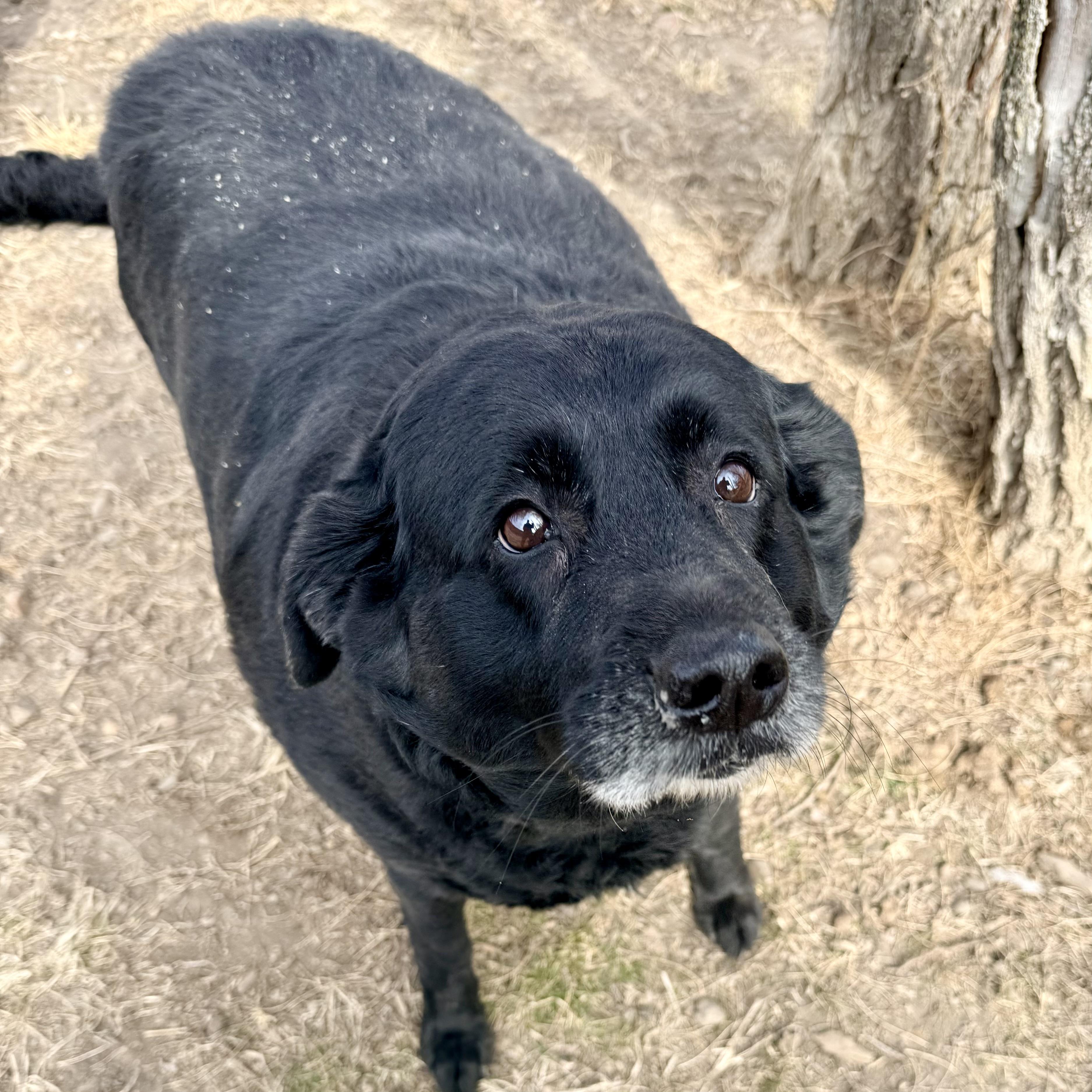 Enlarge Ellie, an adoptable Black Labrador Retriever in Albany, MO image 4/4