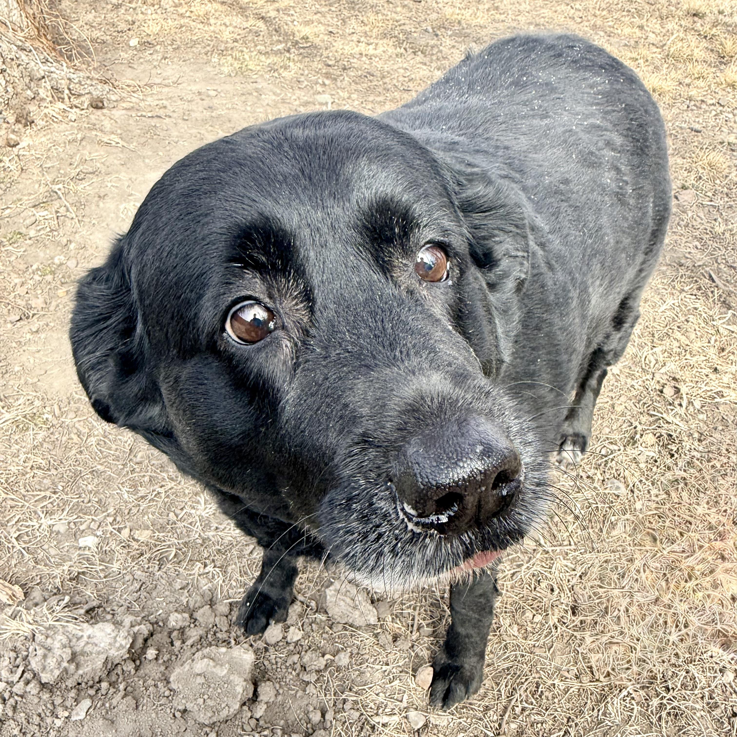 Ellie, adoptable, Adult Female Black Labrador Retriever.