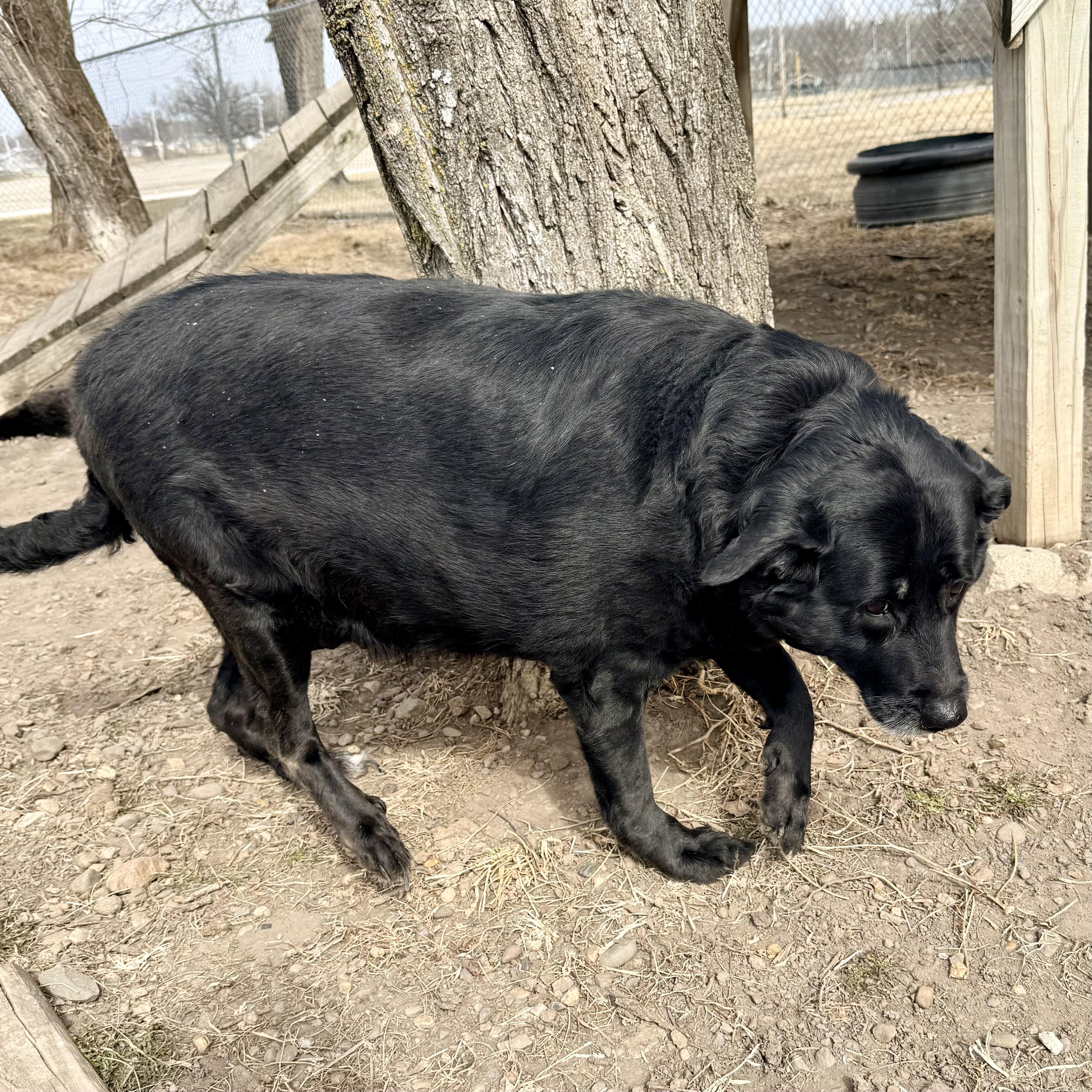 Enlarge Ellie, an adoptable Black Labrador Retriever in Albany, MO image 3/4