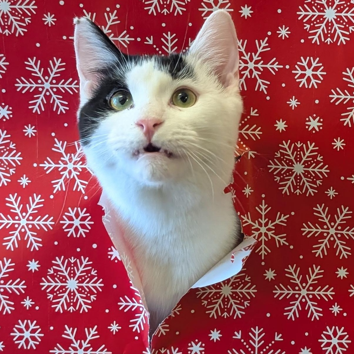 Enlarge Perry, a Adoptable Domestic Short Hair in Waynesville, NC image 1/4