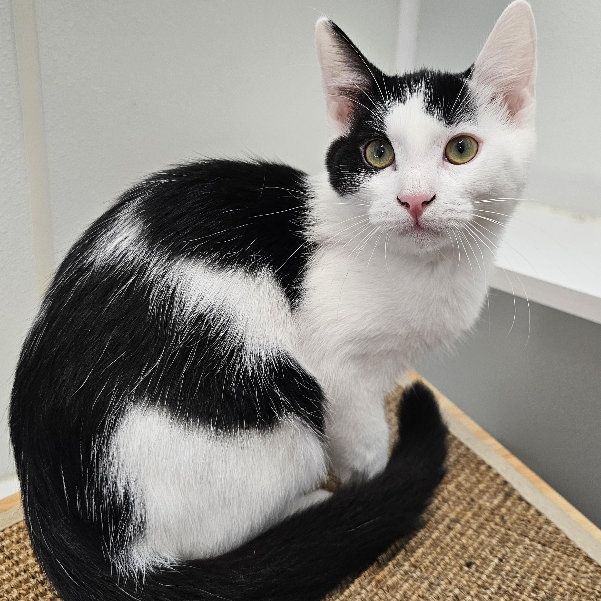 Enlarge Perry, a Adoptable Domestic Short Hair in Waynesville, NC image 3/4