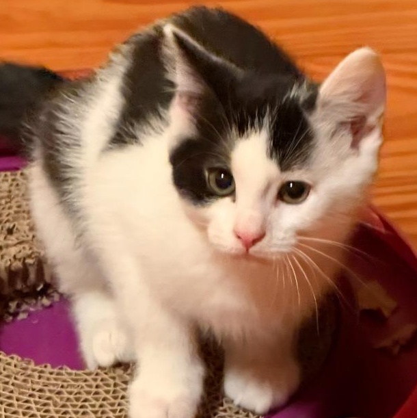 Enlarge Perry, a Adoptable Domestic Short Hair in Waynesville, NC image 4/4