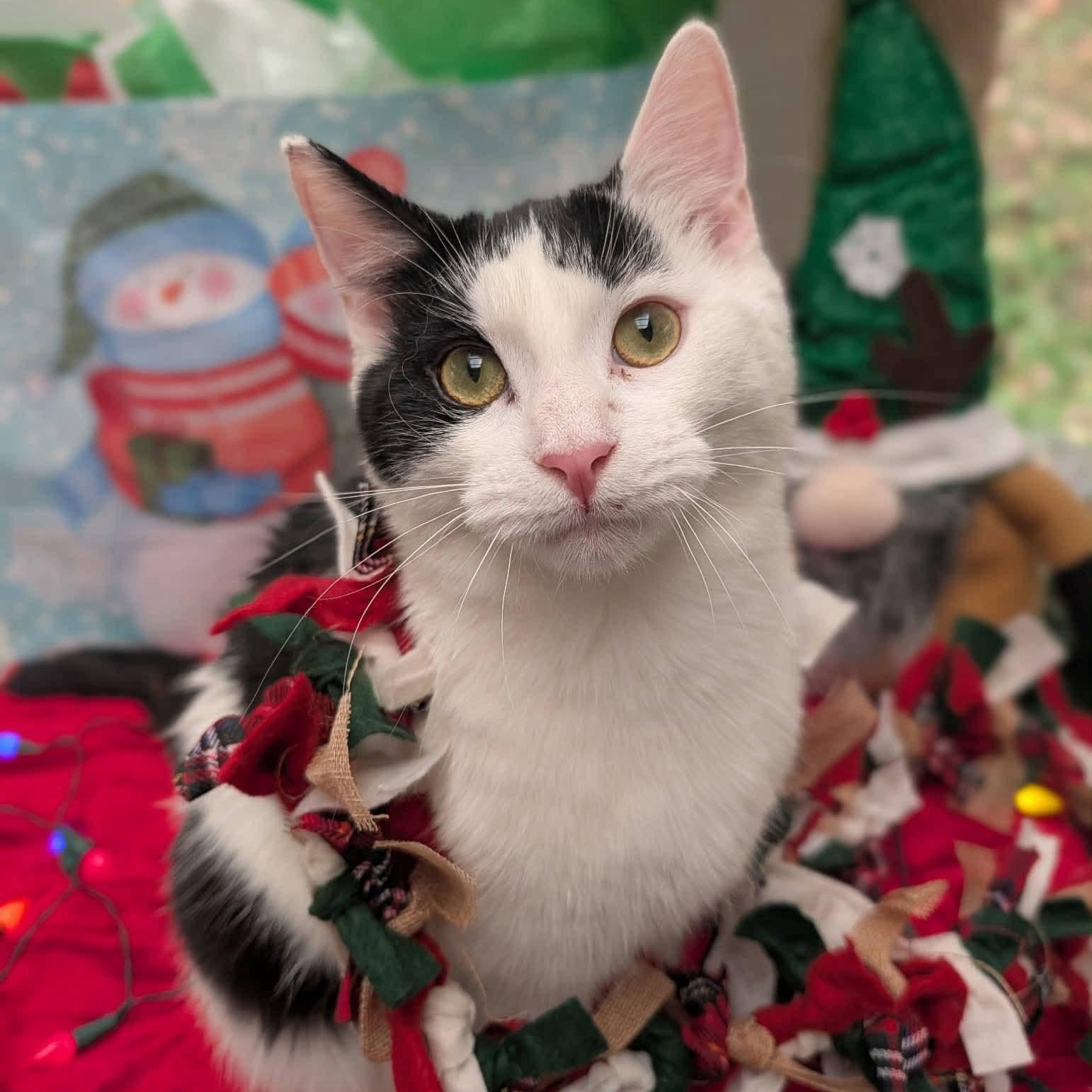 Enlarge Perry, a Adoptable Domestic Short Hair in Waynesville, NC image 2/4