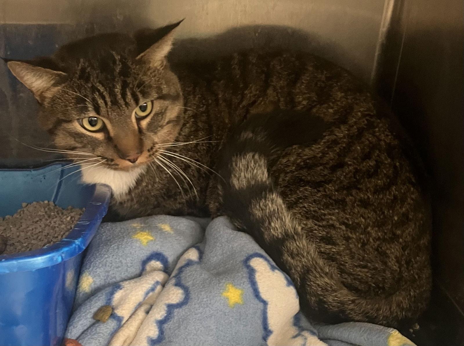 Cooper - Brown Tabby with White - Foster Care, Adoptable, Adult Male Domestic Short Hair.