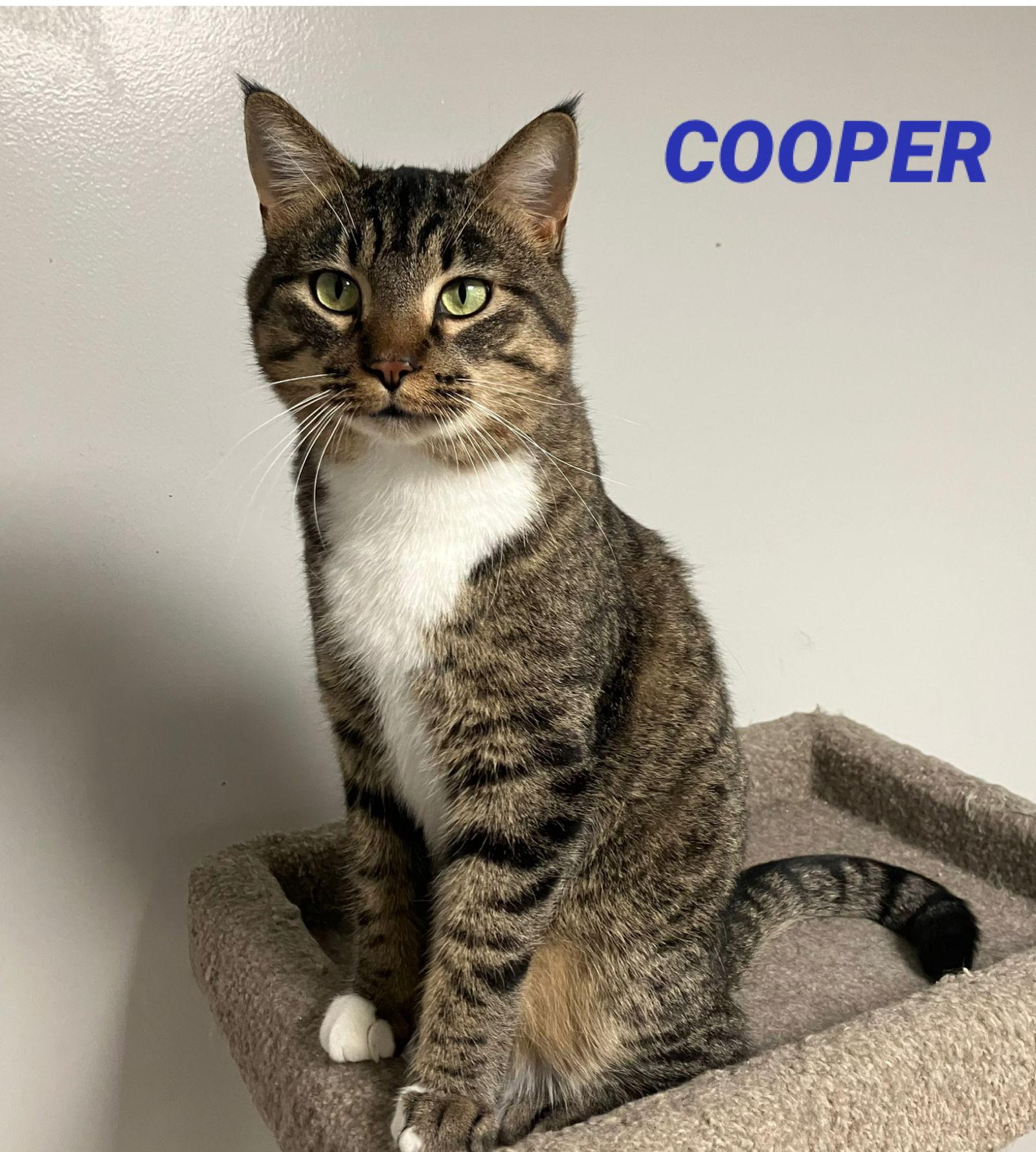 Enlarge Cooper - XL Tabby/White - Foster Care, a Adoptable Domestic Short Hair in Mitchell, SD image 1/1