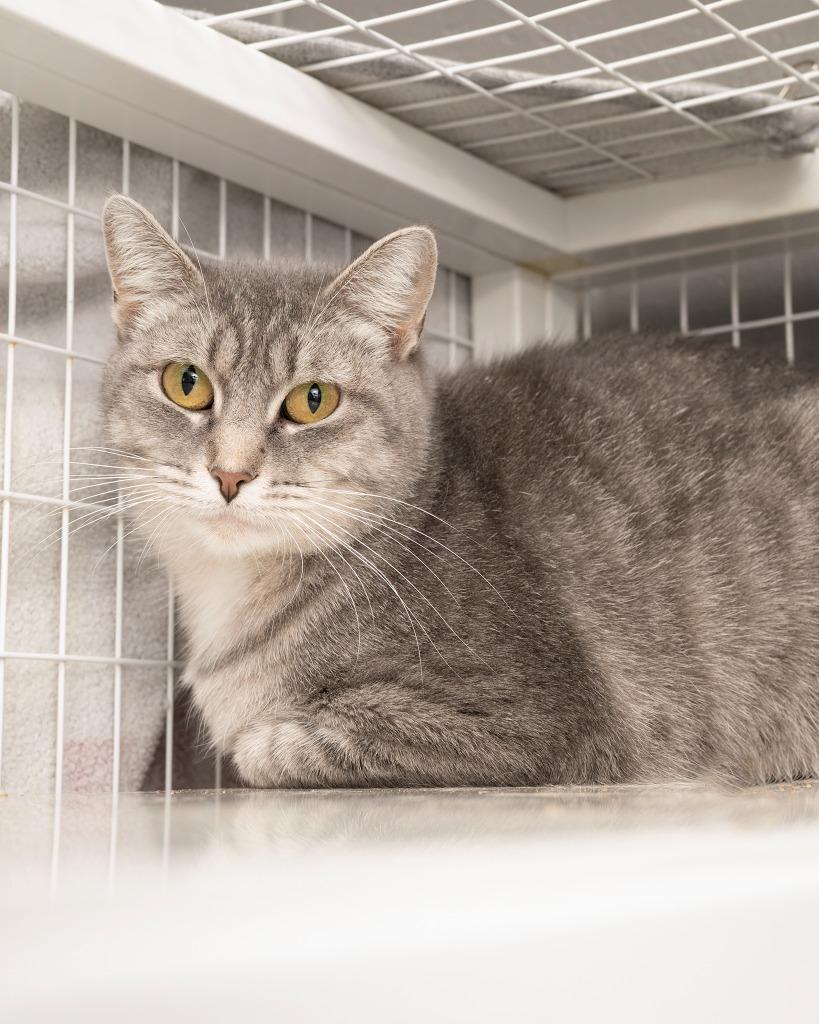 Enlarge Firebolt, a Adoptable mixed breed in Boone, IA image 1/1