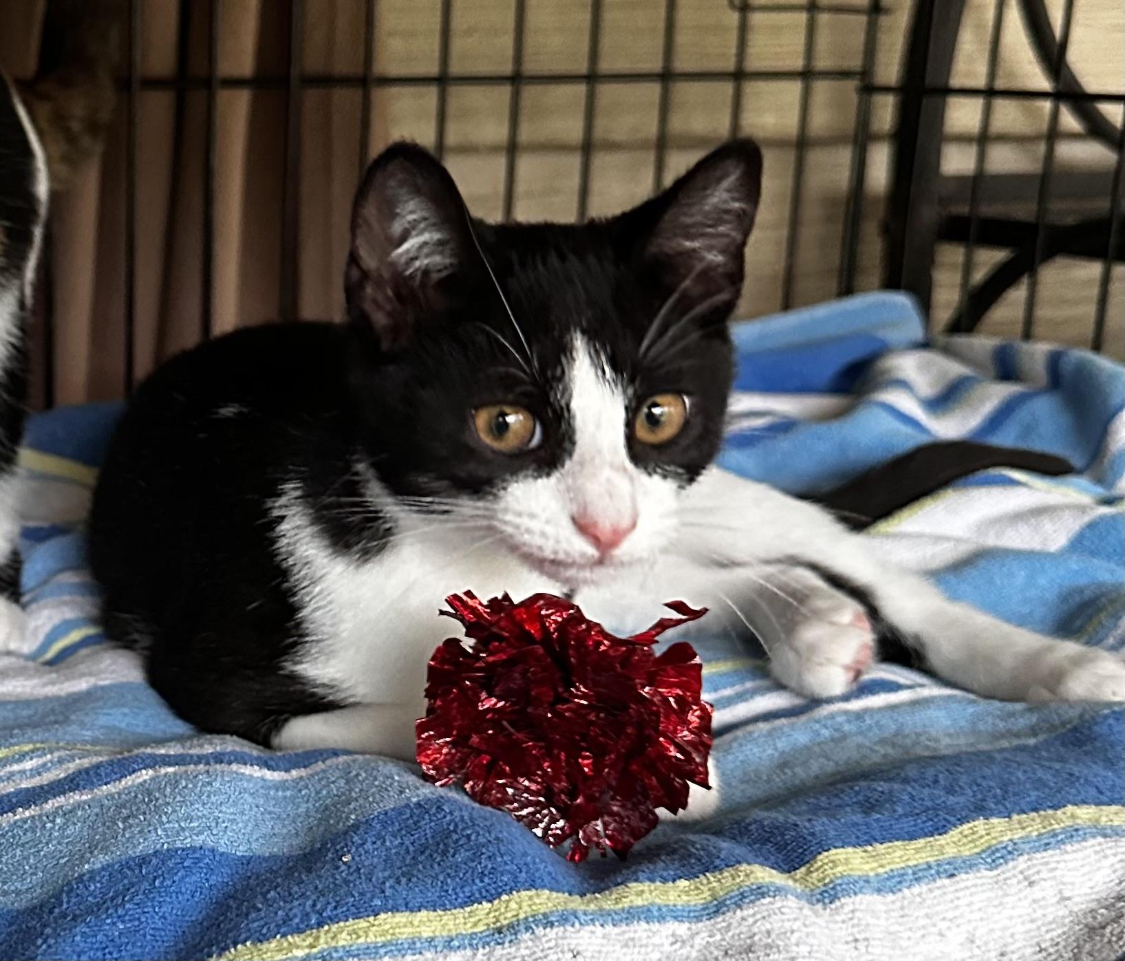 Enlarge Hazel, a ADOPTABLE mixed breed in Lake Worth, FL image 1/4