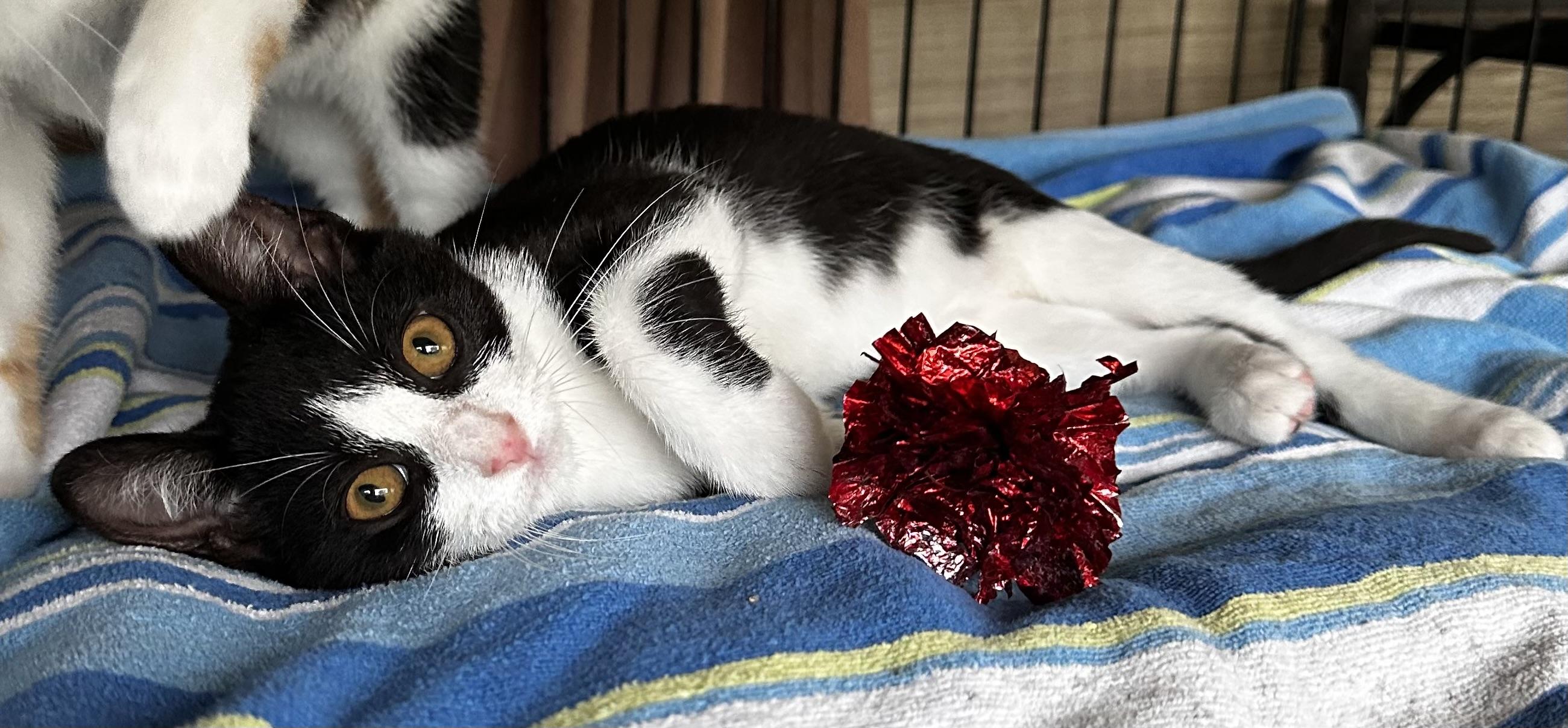 Enlarge Hazel, a ADOPTABLE mixed breed in Lake Worth, FL image 3/4