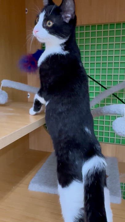 Enlarge Hazel, a ADOPTABLE mixed breed in Lake Worth, FL video 4/4