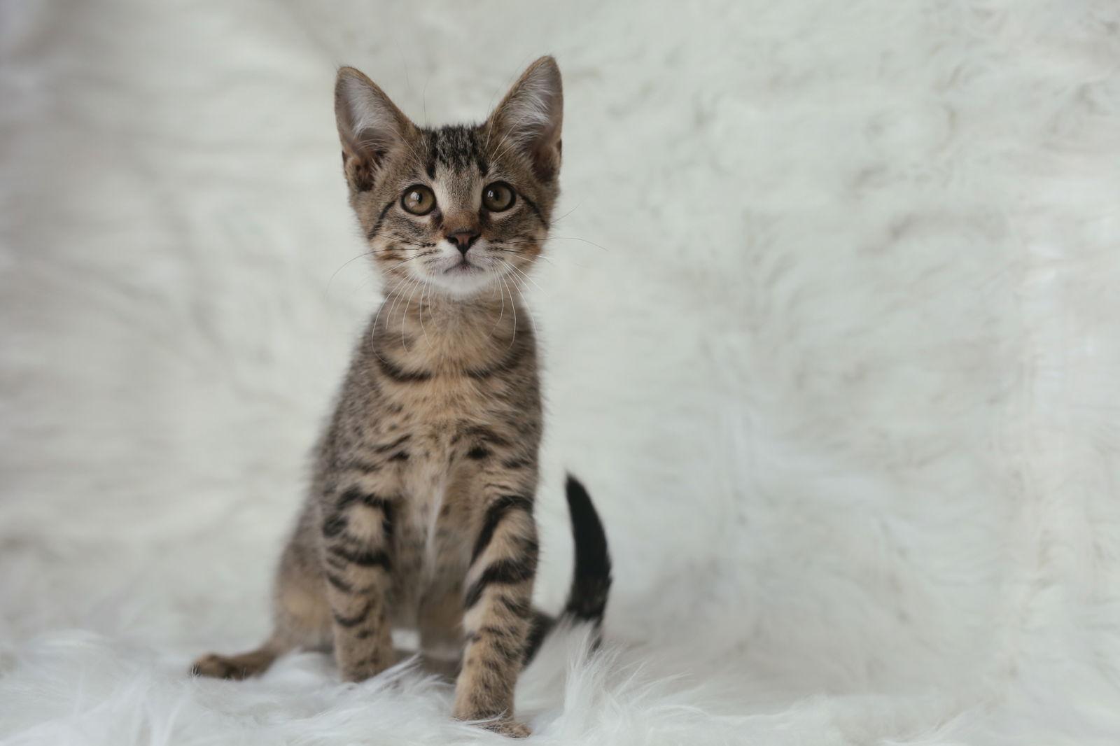 Fiero, Adoptable, Young Male Domestic Short Hair.