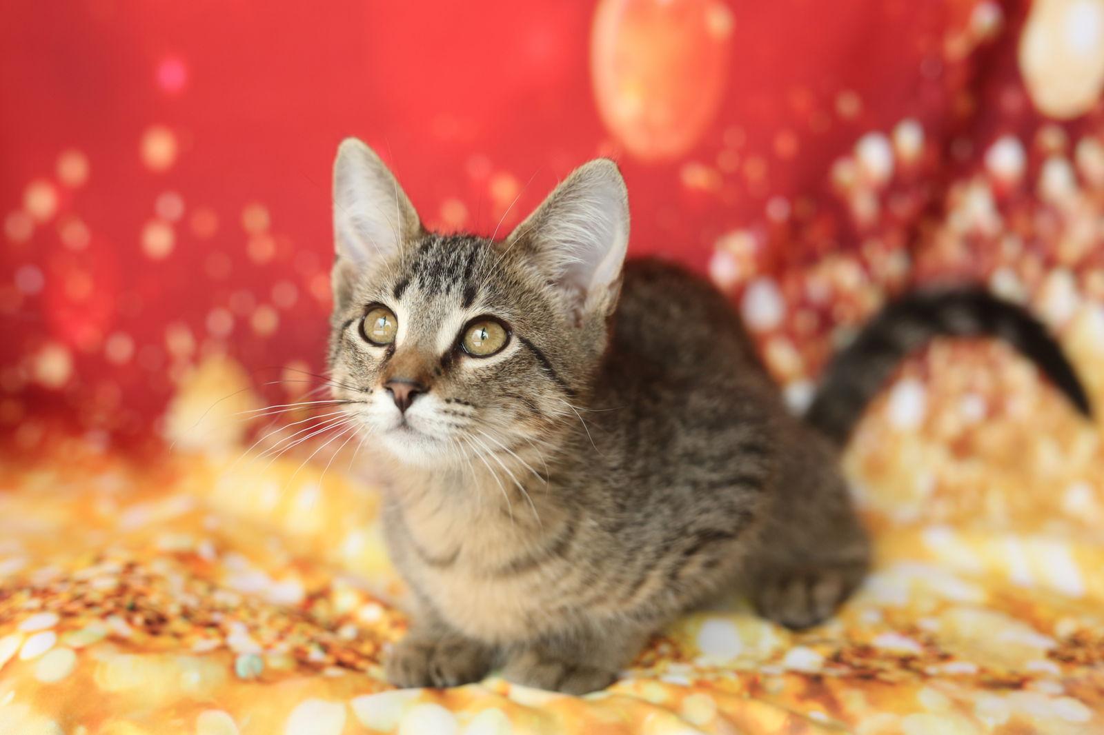 Fiero, a Adoptable Domestic Short Hair in New Prague, MN image 3/3