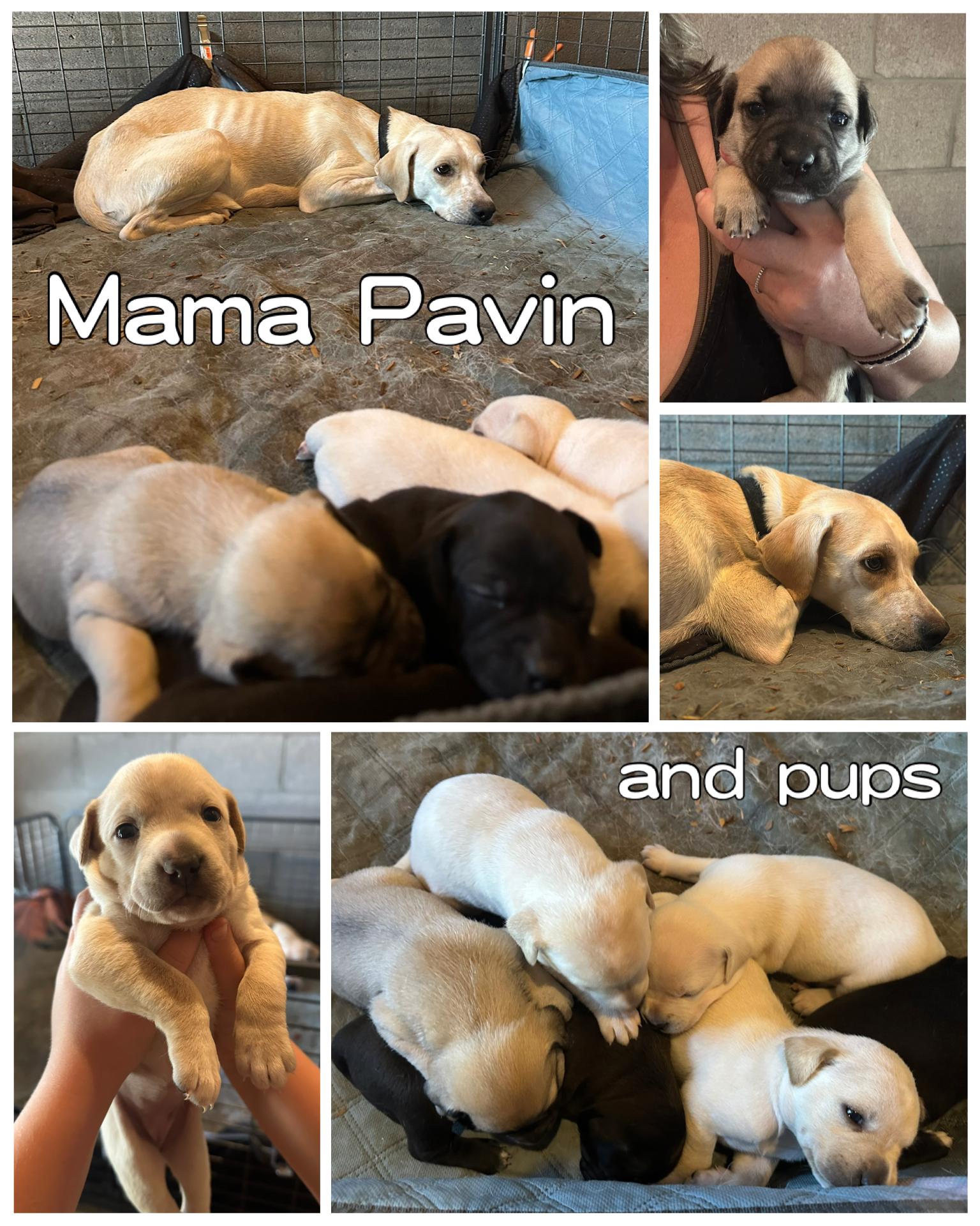 Pavin's Litter, Adoptable, Young Female Labrador Retriever.