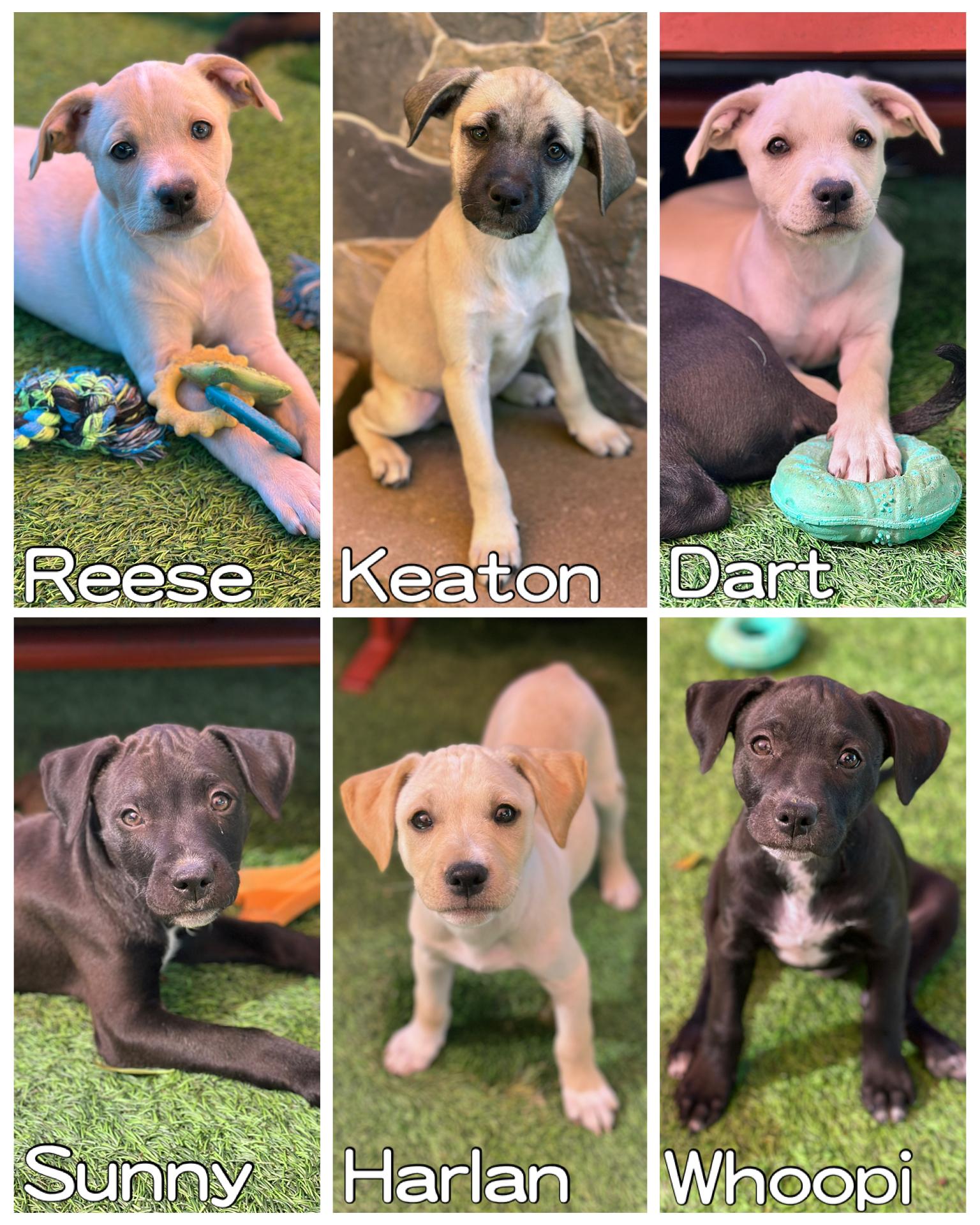 Pavin's Litter, a Adoptable mixed breed in Glendale, AZ image 2/2
