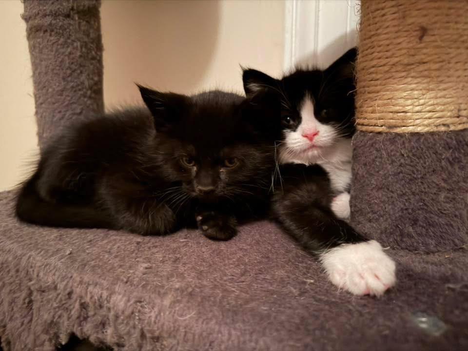 Enlarge Kona, an adopted Domestic Medium Hair in Crown Point, IN image 2/2