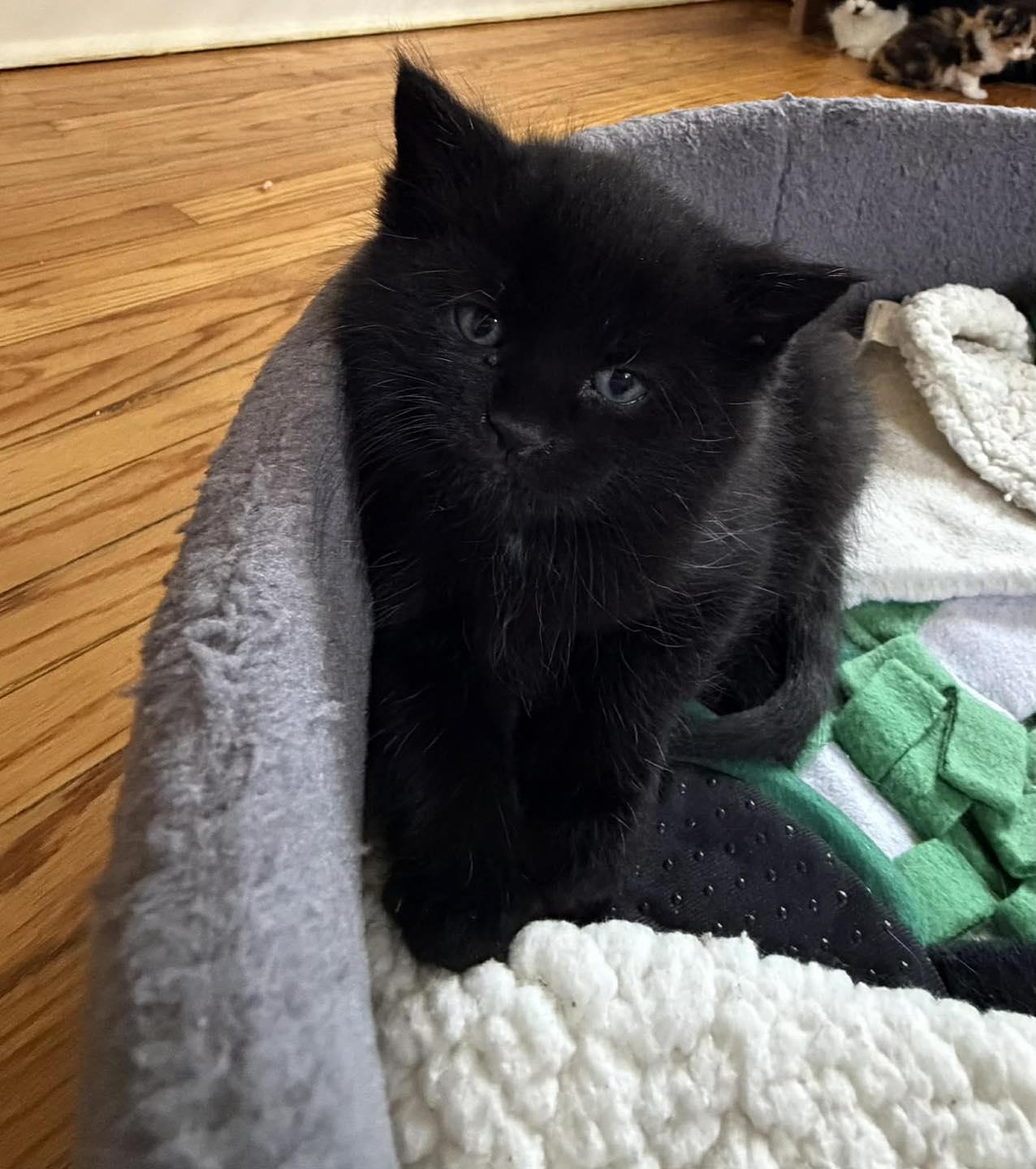 Kona, adopted, Kitten Male Domestic Medium Hair.