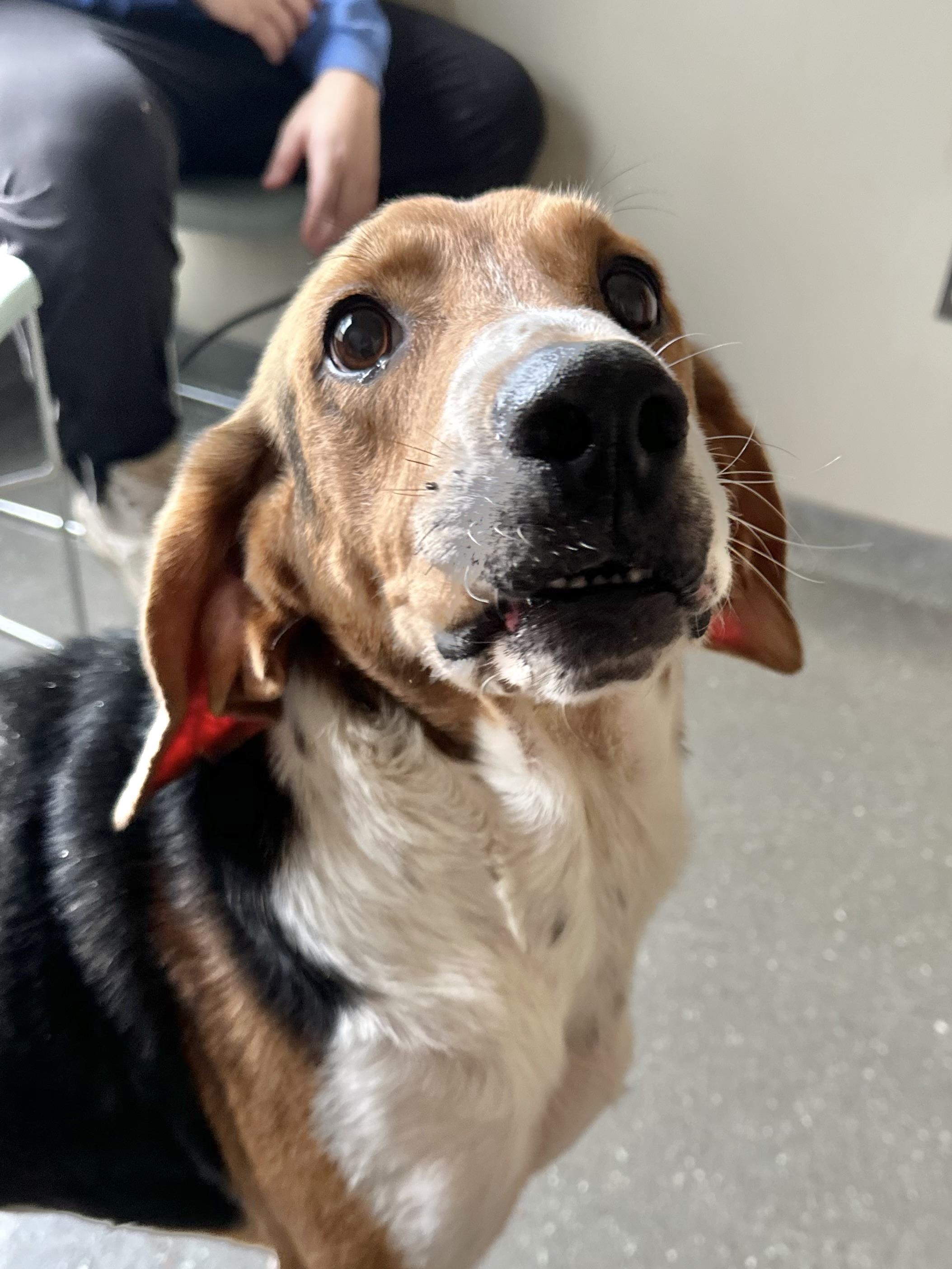 Enlarge Noah, a Adoptable American Foxhound in Valparaiso, IN image 3/3