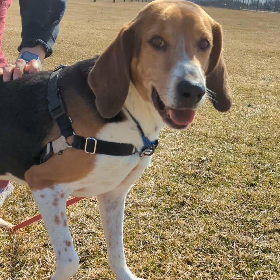 Enlarge Noah, a Adoptable mixed breed in Valparaiso, IN image 1/4