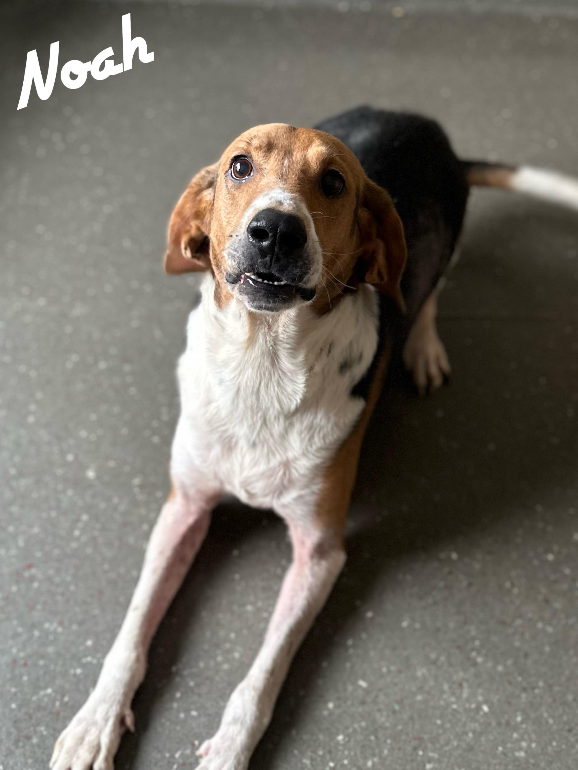 Noah, Adoptable, Adult Male American Foxhound.